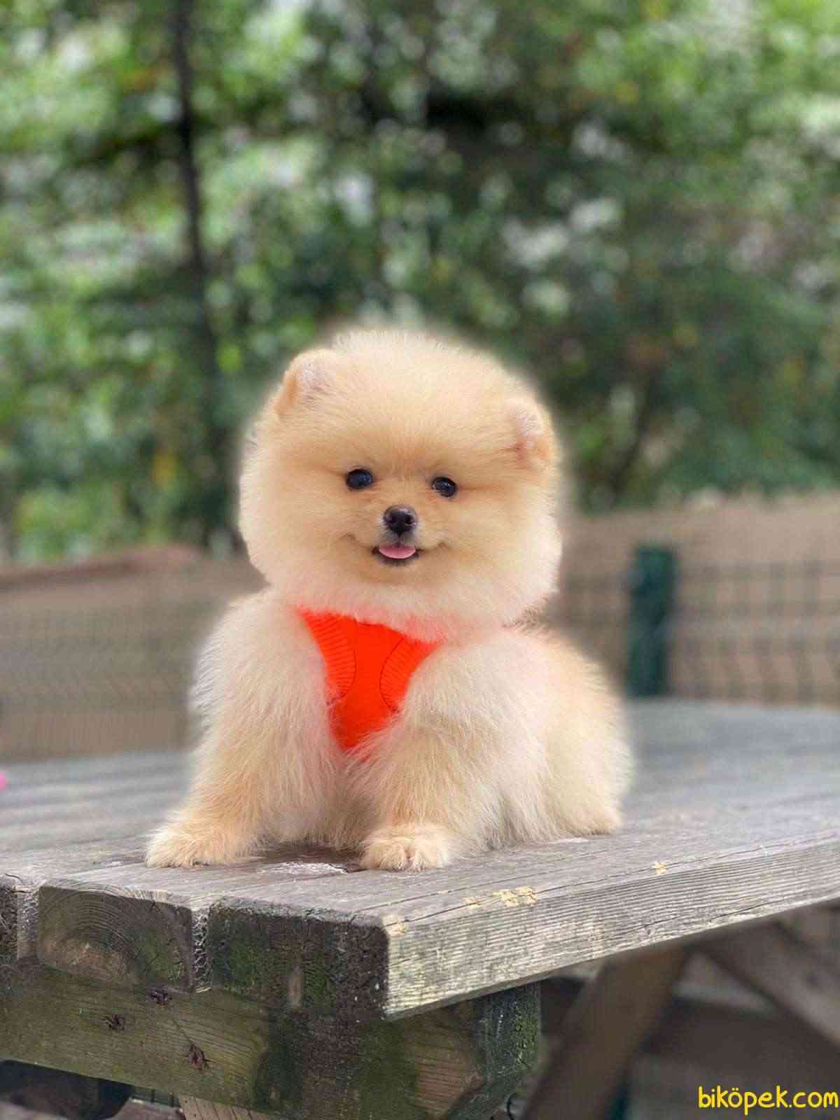 Orange Pomeranian Kızımız Barbie 2