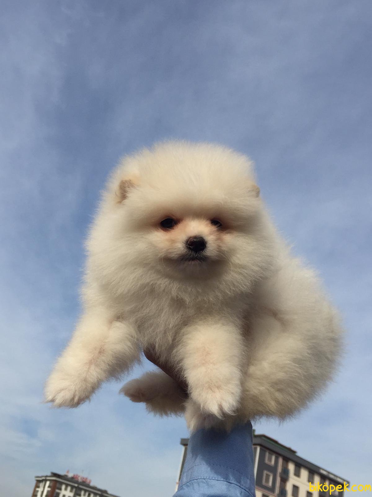ORJİNAL POMERANİAN BOO 238447