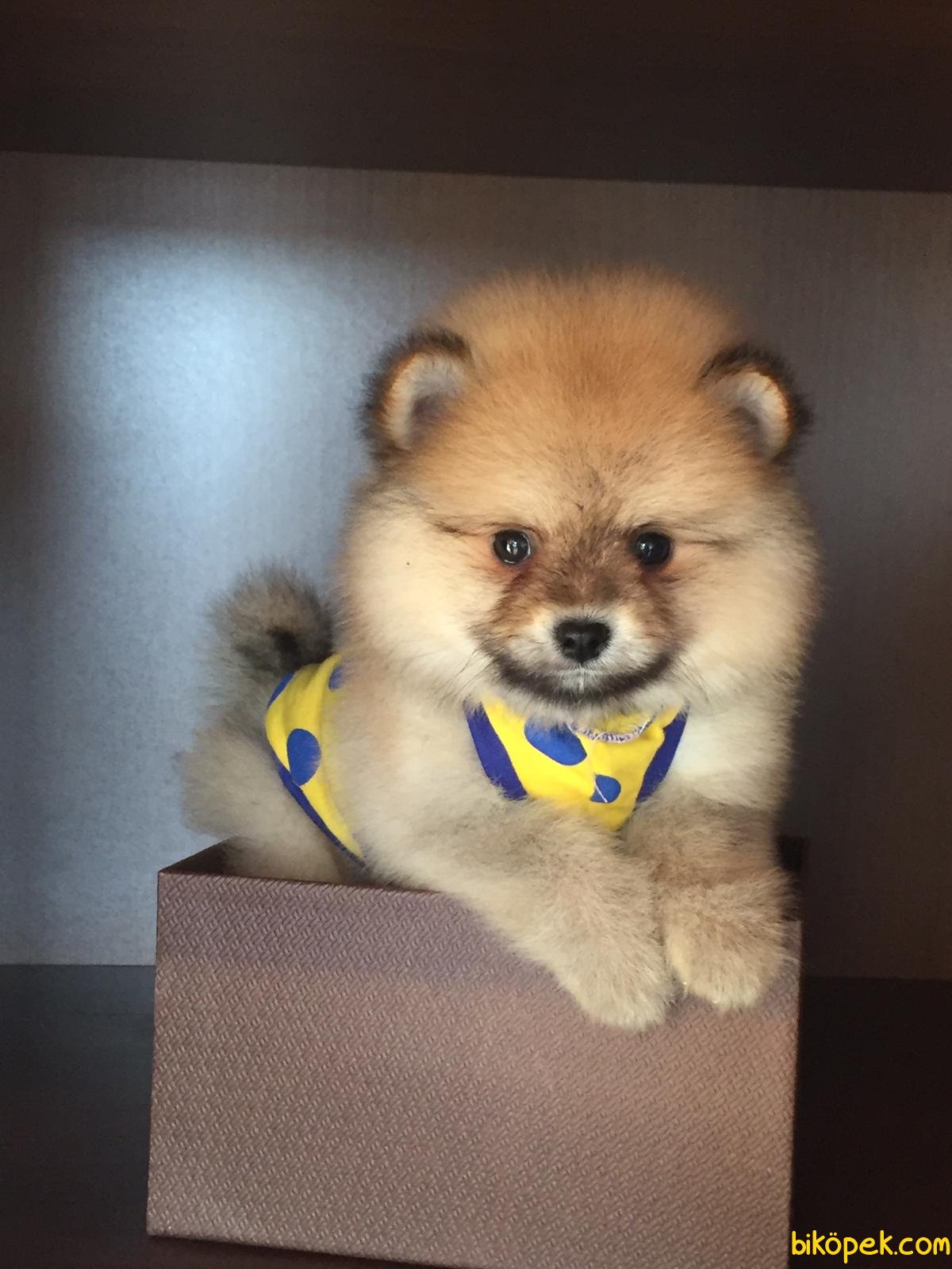 ORJİNAL POMERANİAN BOO 238523