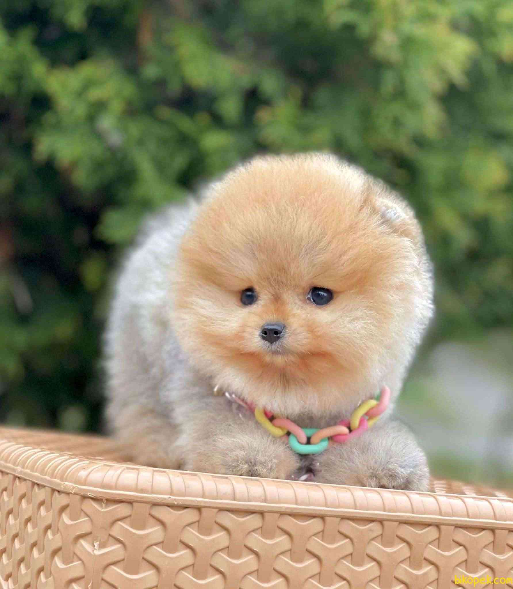 Pomeranian 2