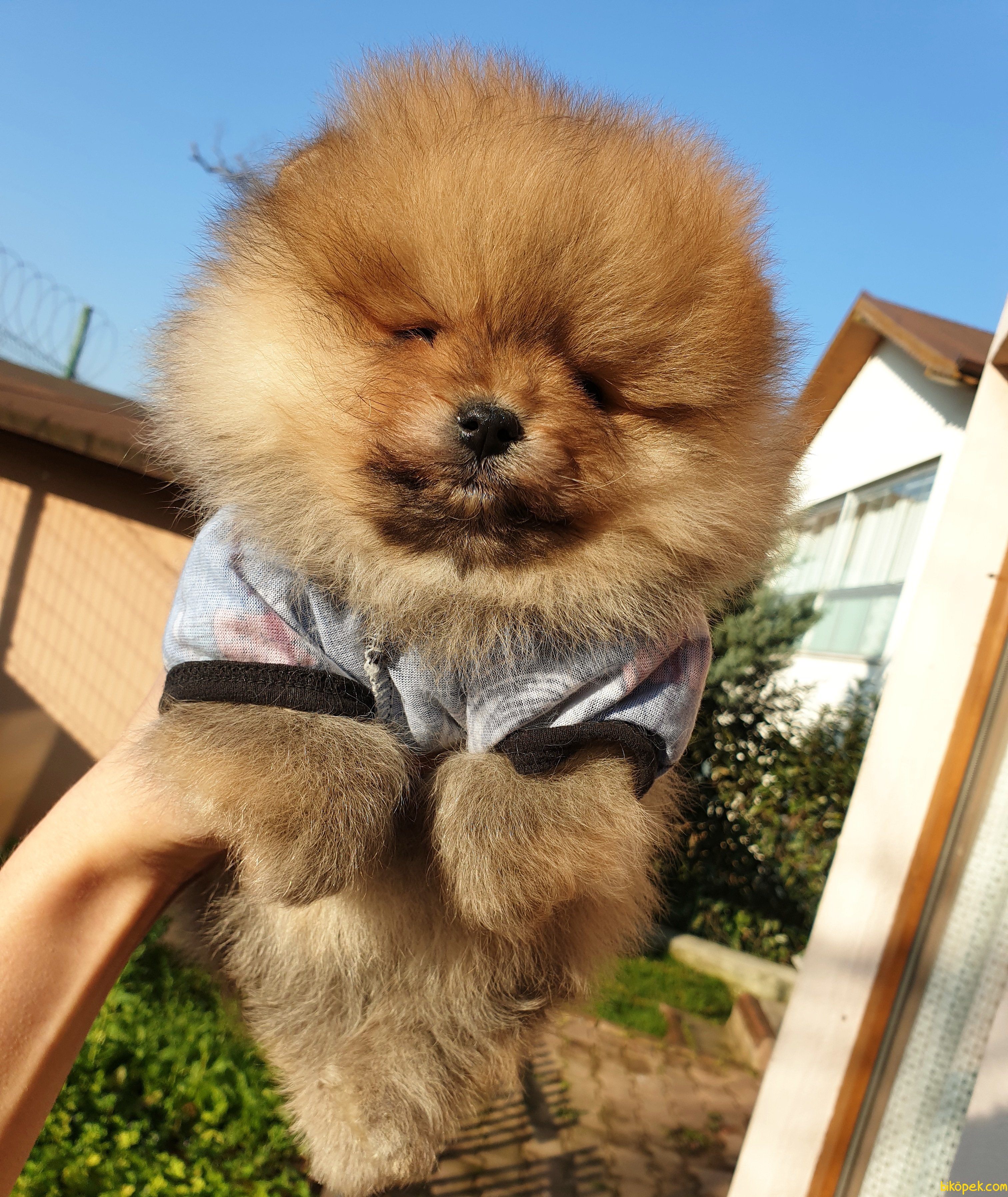 Orjinal Pomeranian Boo Yavrularımız 238381