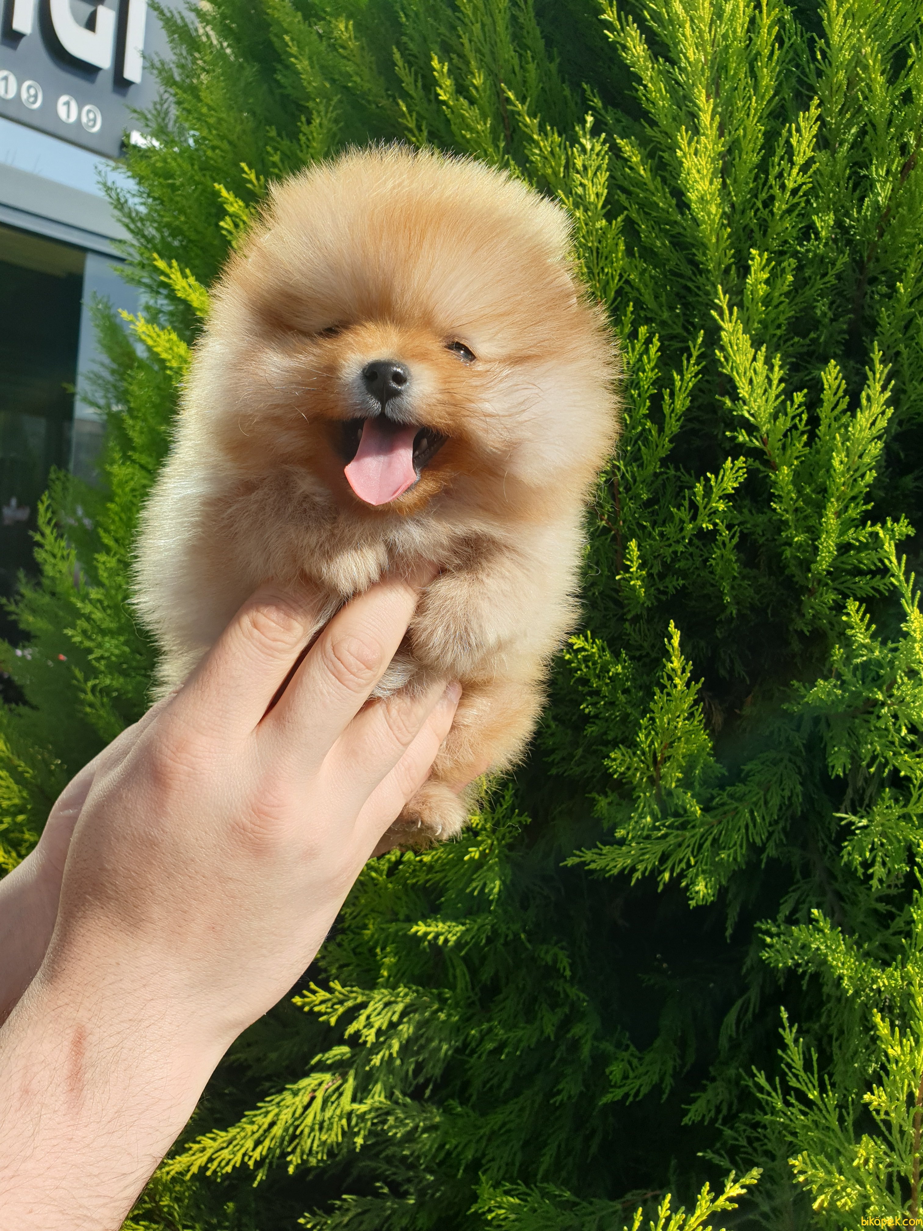 Orjinal Pomeranian Boo Yavrularımız 238823