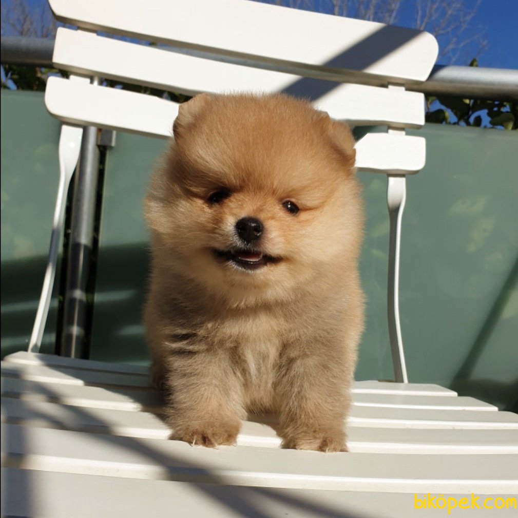Orjinal Pomeranian Boo Yavrularımız 239031