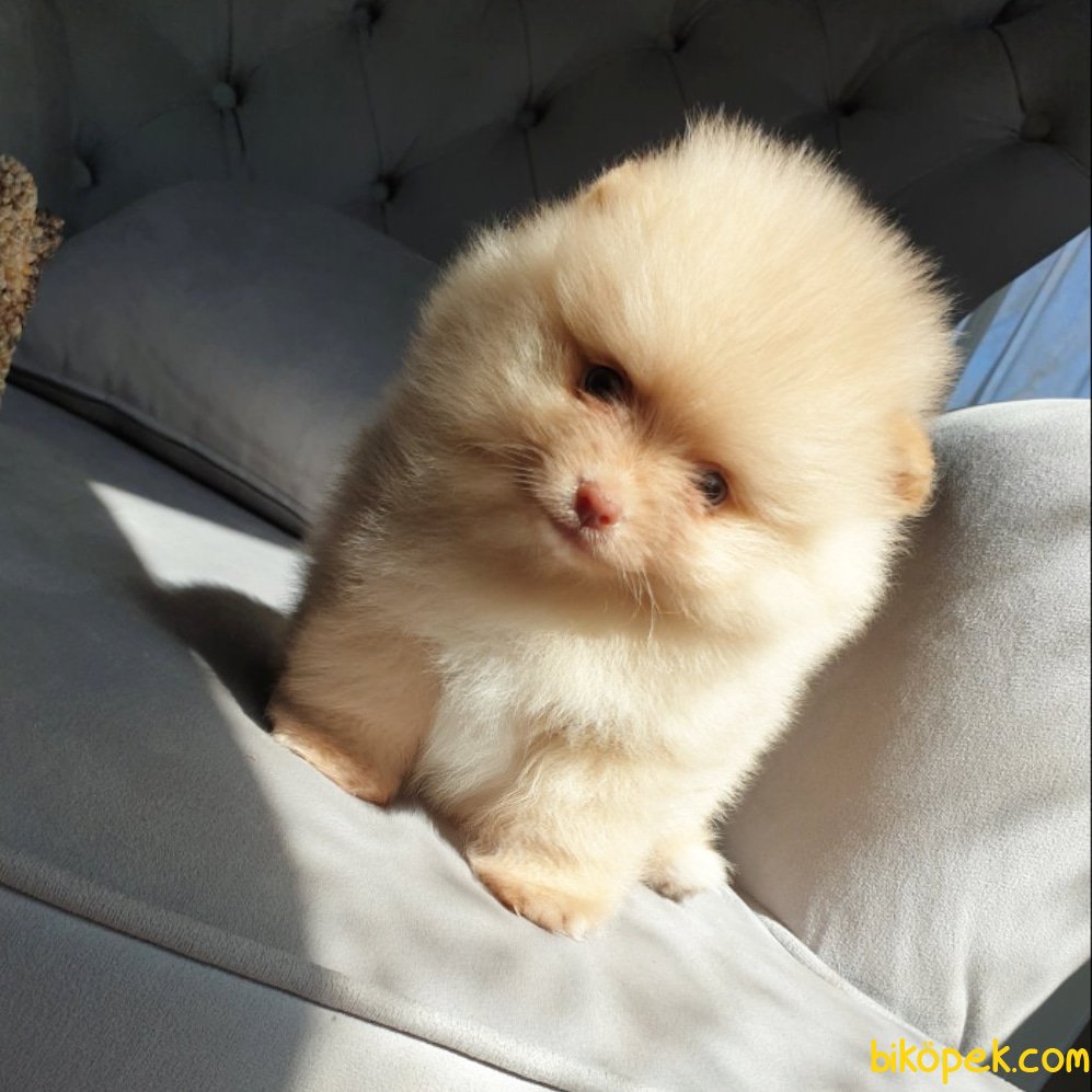 Orjinal Pomeranian Boo Yavrularımız 239808