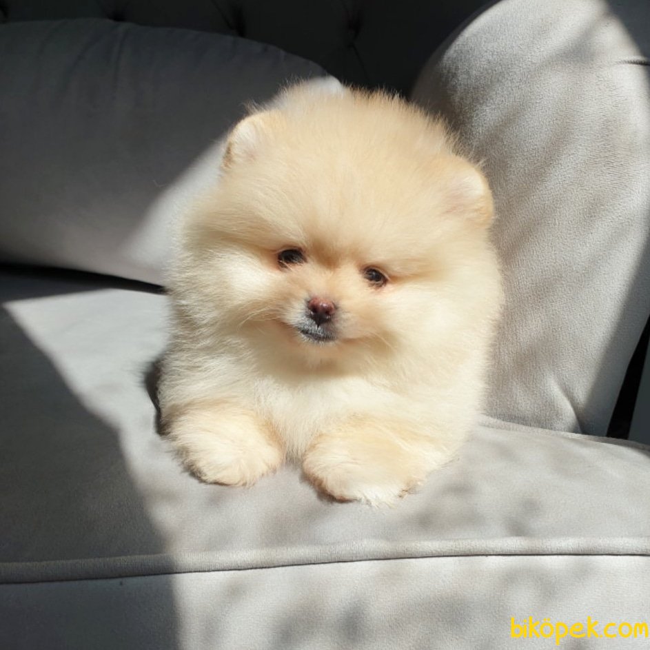 pomeranian büyük hali