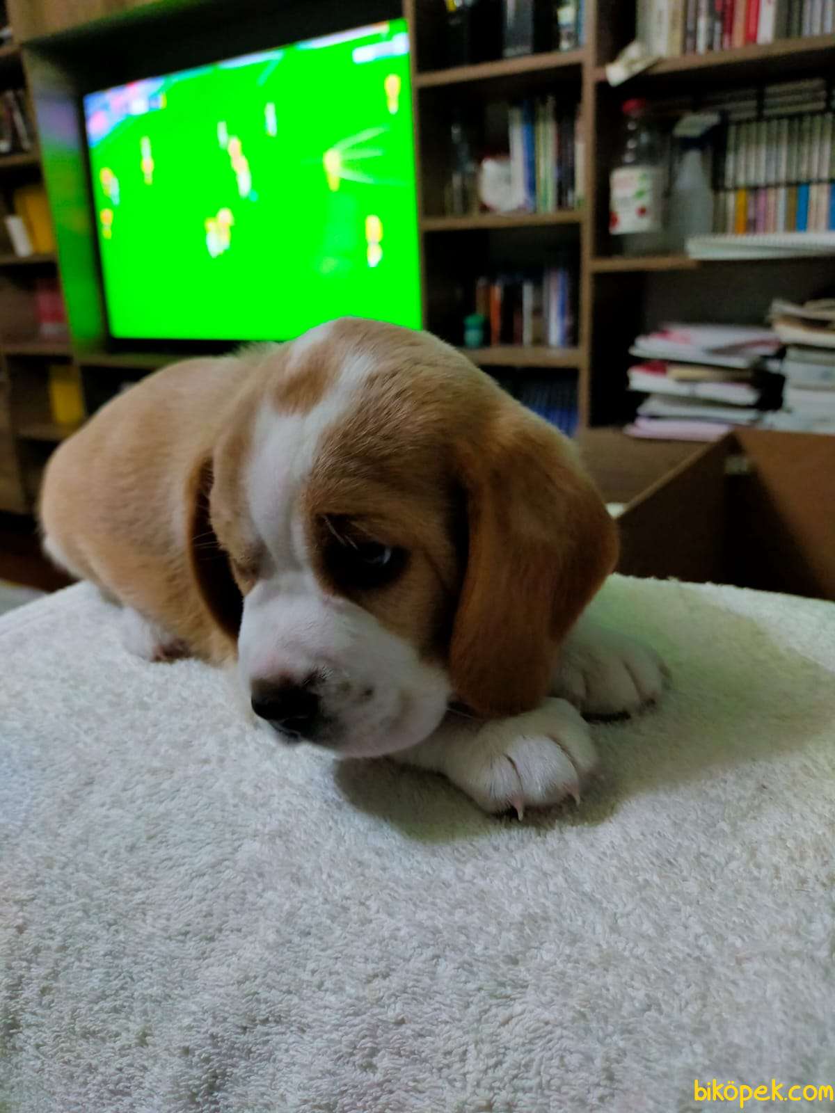 Oyuncu Sevimli Beagle Yavrularımız 3