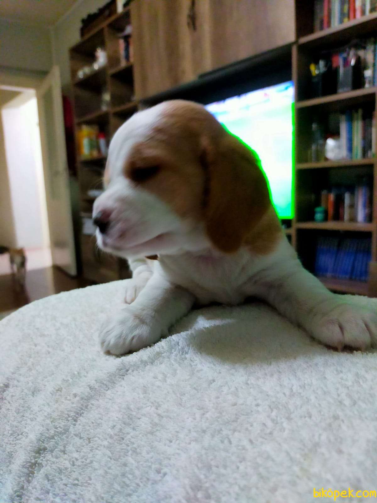 Oyuncu Sevimli Beagle Yavrularımız 5