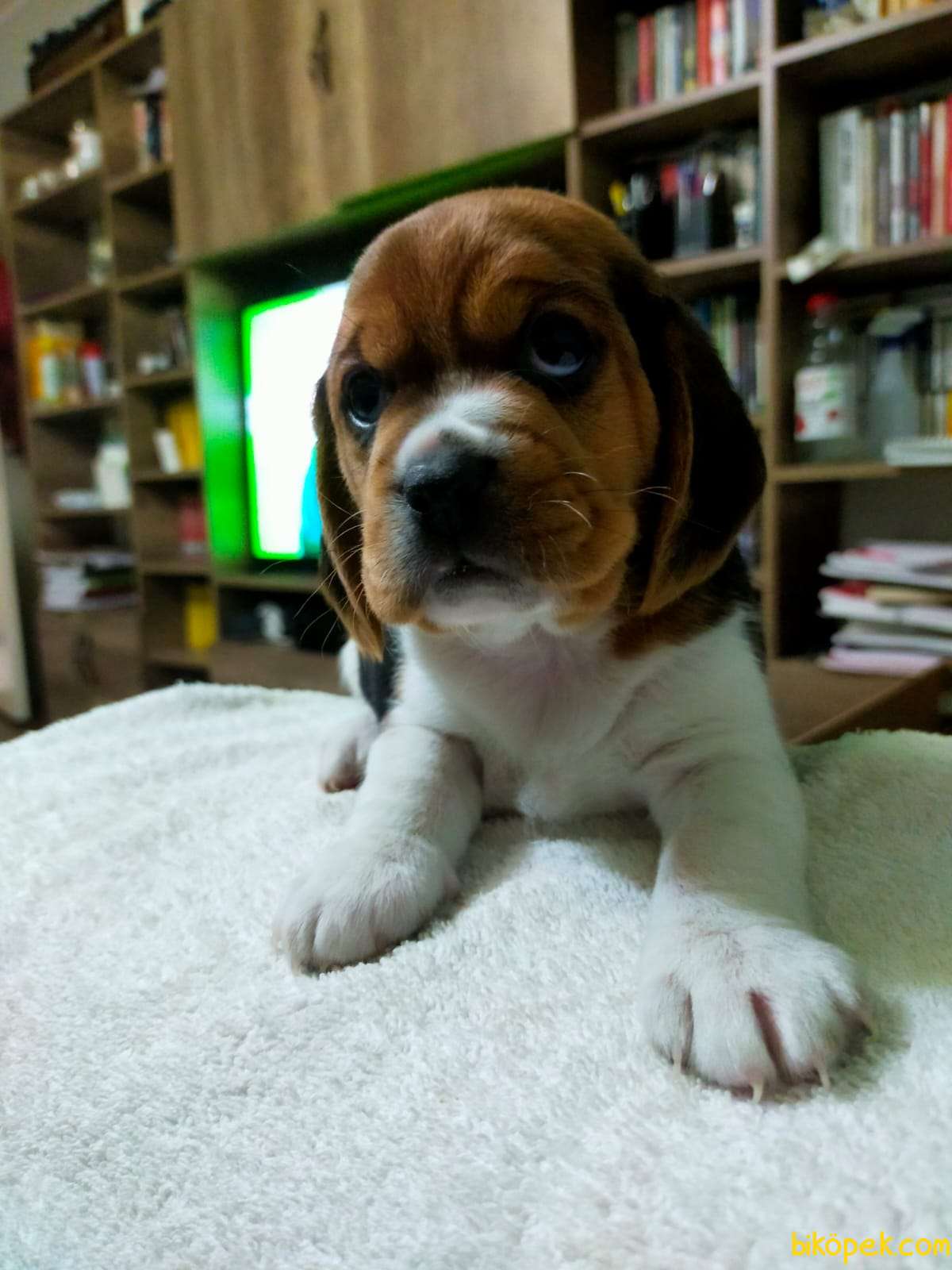 Oyuncu Sevimli Beagle Yavrularımız 1
