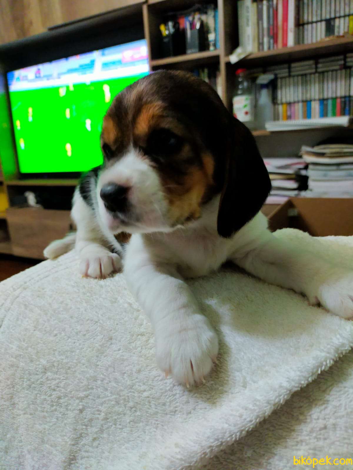 Oyuncu Sevimli Beagle Yavrularımız 2