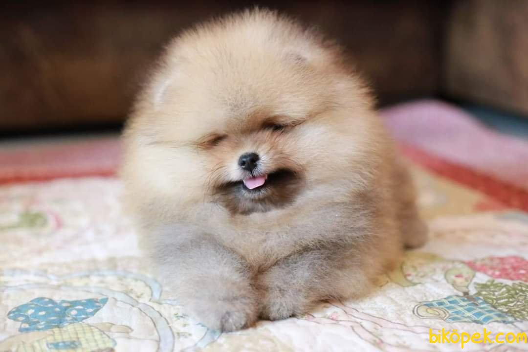 POMERANİAN BOO YAVRU 240529