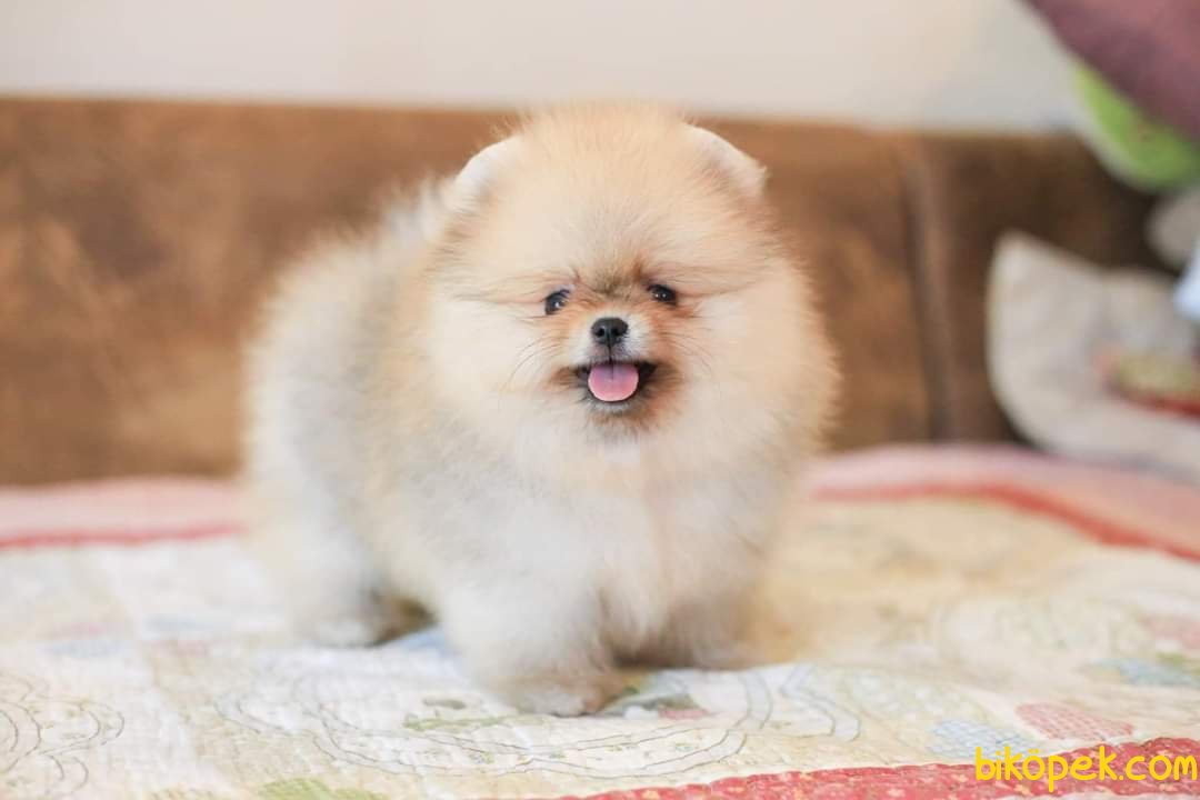 POMERANİAN BOO YAVRU 240529