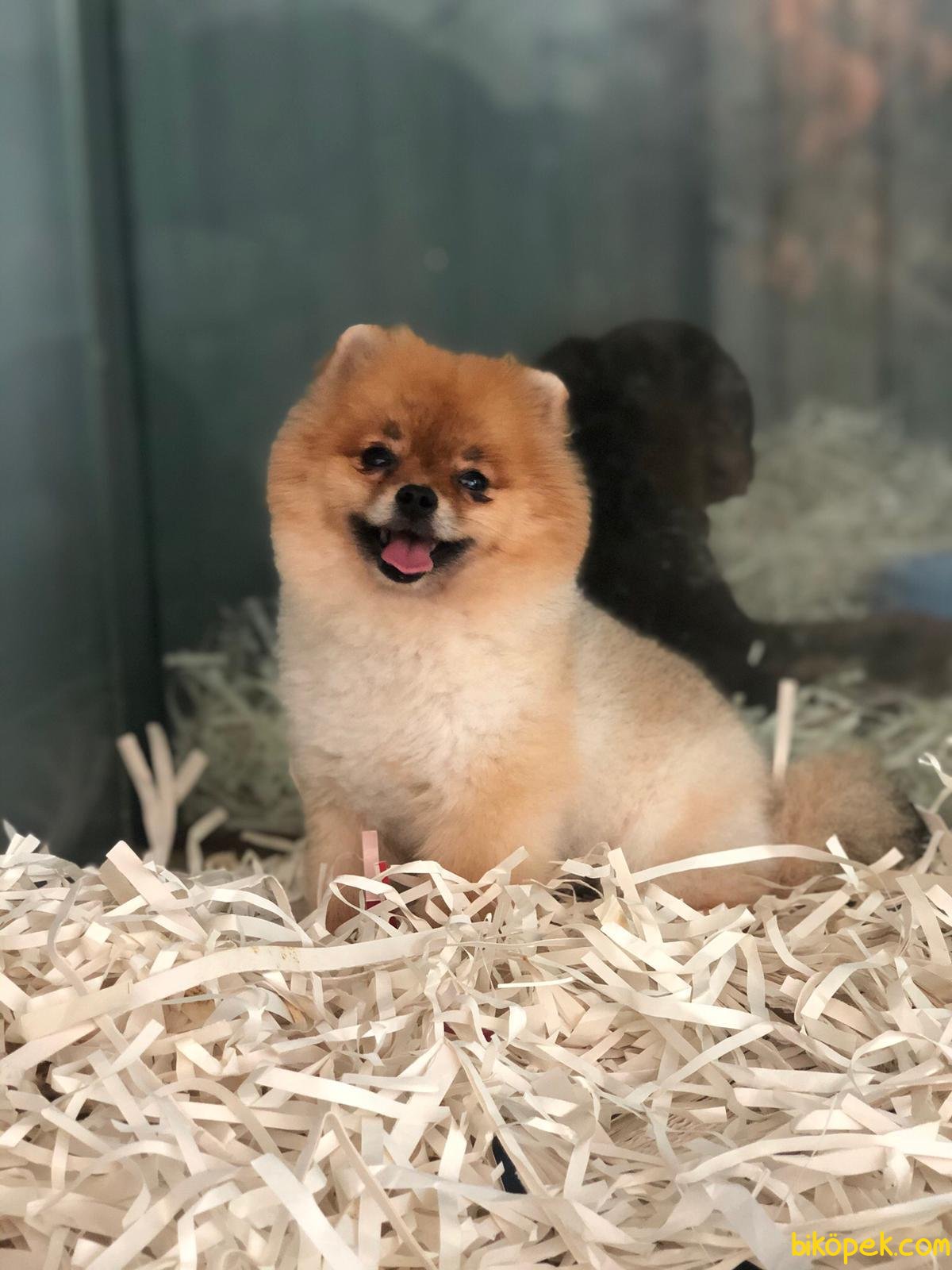 En Uygun Pomeranian Boo 244629 Bik Pek   Pomeranian Boo 244629 17660 