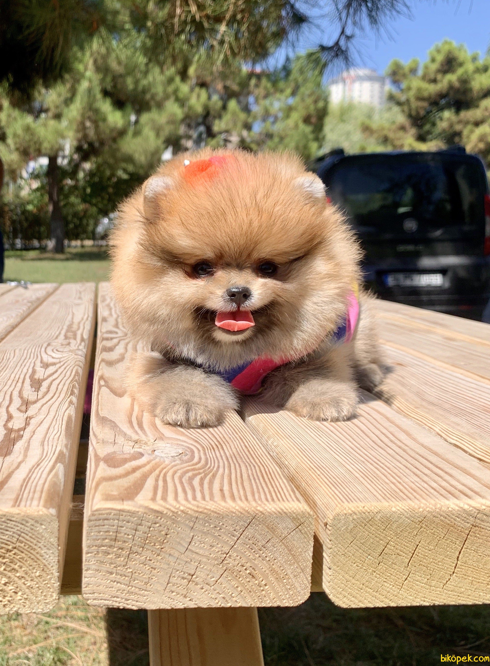 Pomeranian Boo Ayicik Tip Mini Yavrularımız 245839