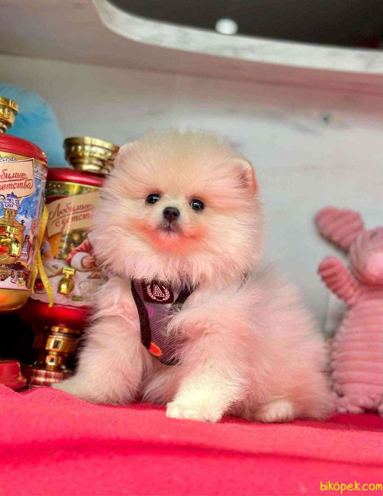 Pomeranian Boo Baby 2