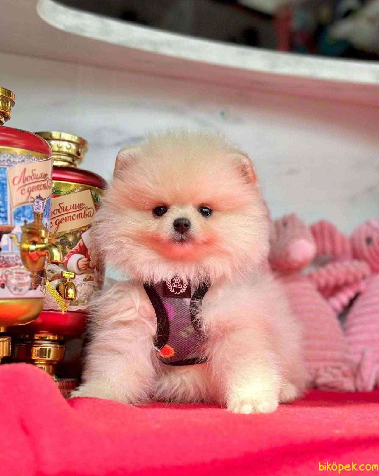 Pomeranian Boo Baby 1