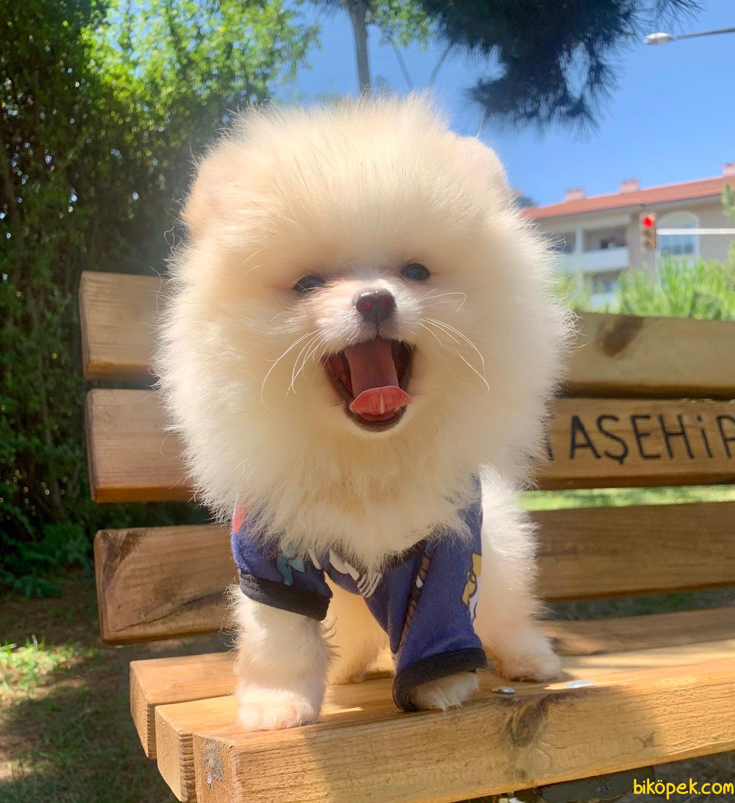 Pomeranian Boo Sevimli Mini Boy Yavrular 244312