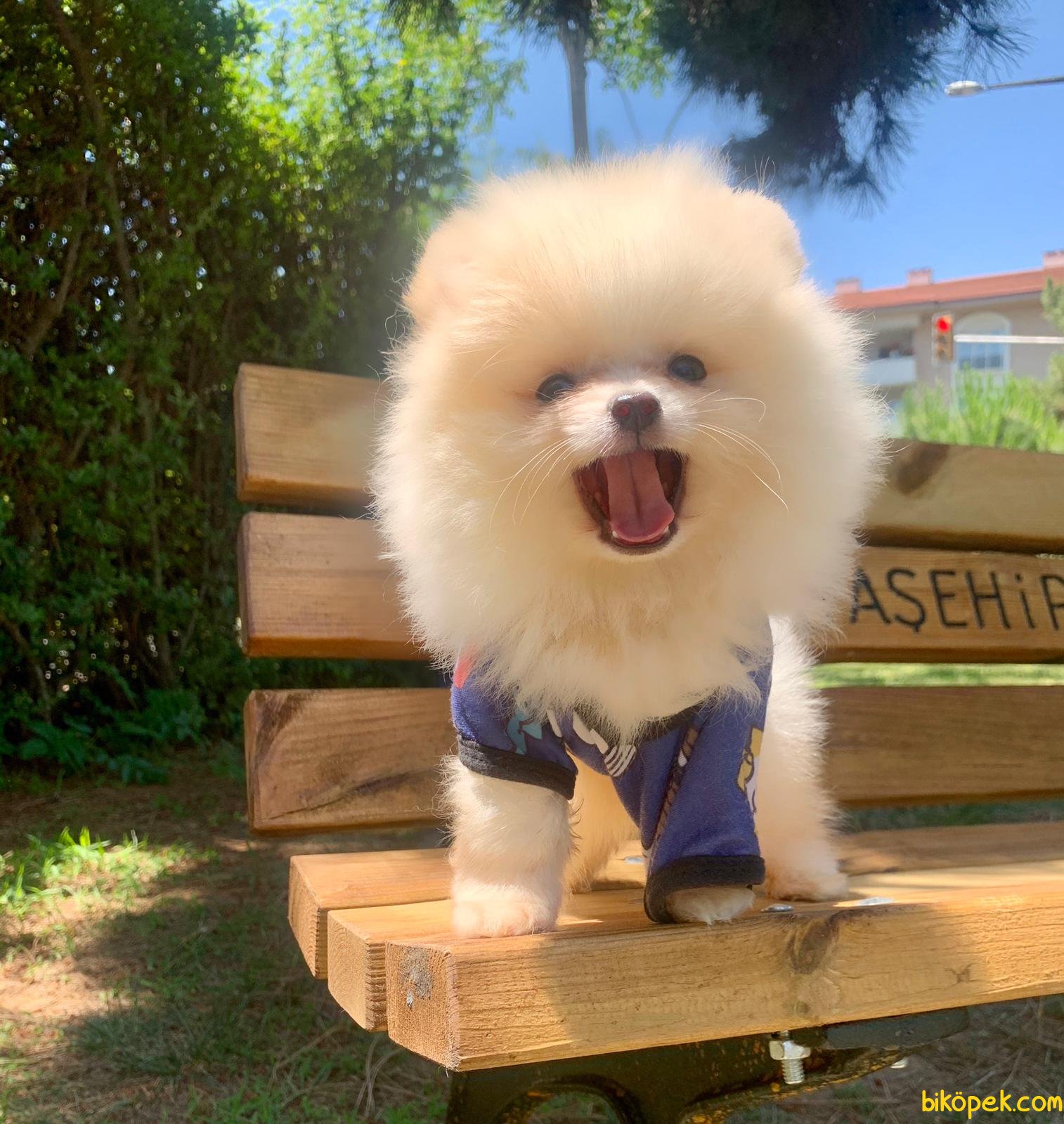 Pomeranian Boo Sevimli Mini Boy Yavrular 244312