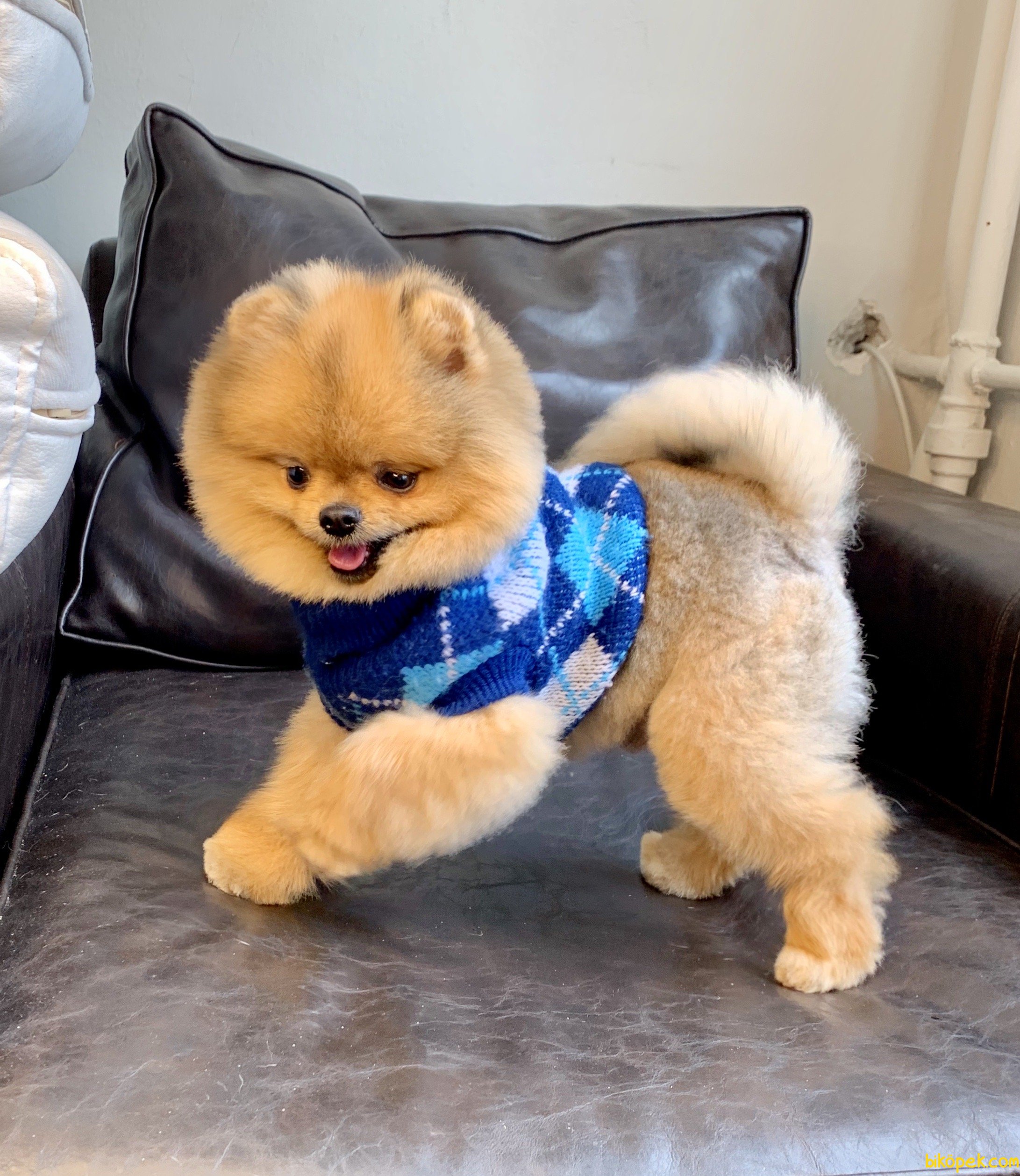 teddy bear pomeranian teddy bear pomeranian