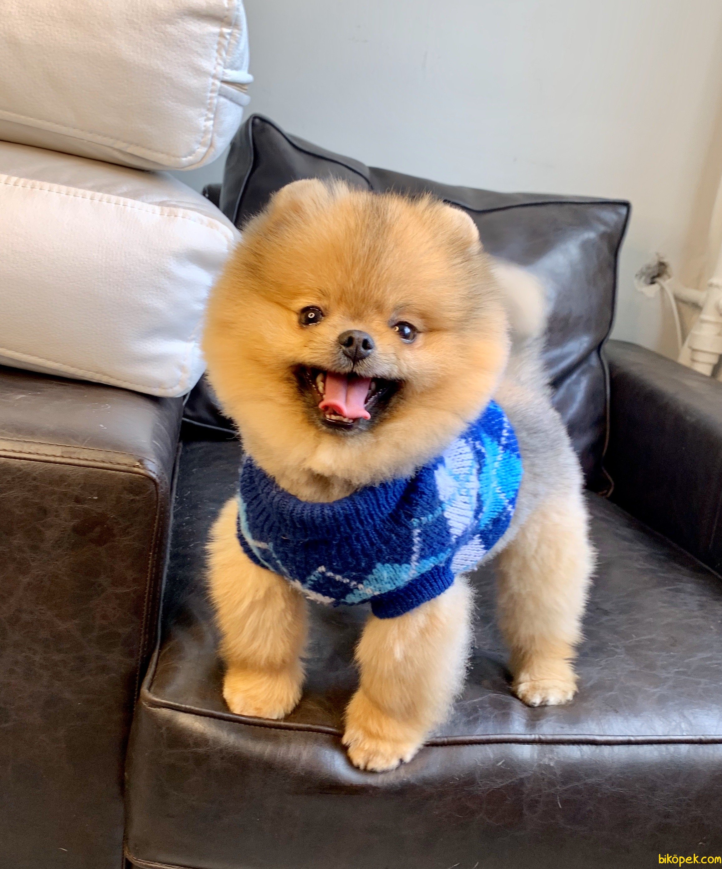 Pomeranian Boo Teddy Bear SECERELİ Eğitimi Asilari Tam