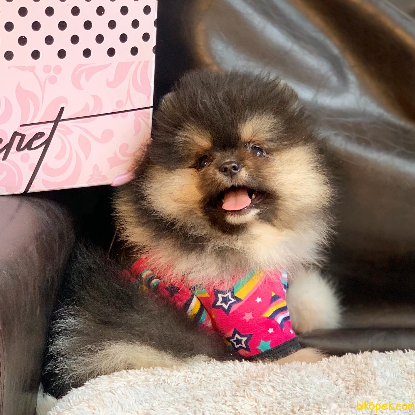 Pomeranian Boo Teddy Bear Yavrularımız 238814