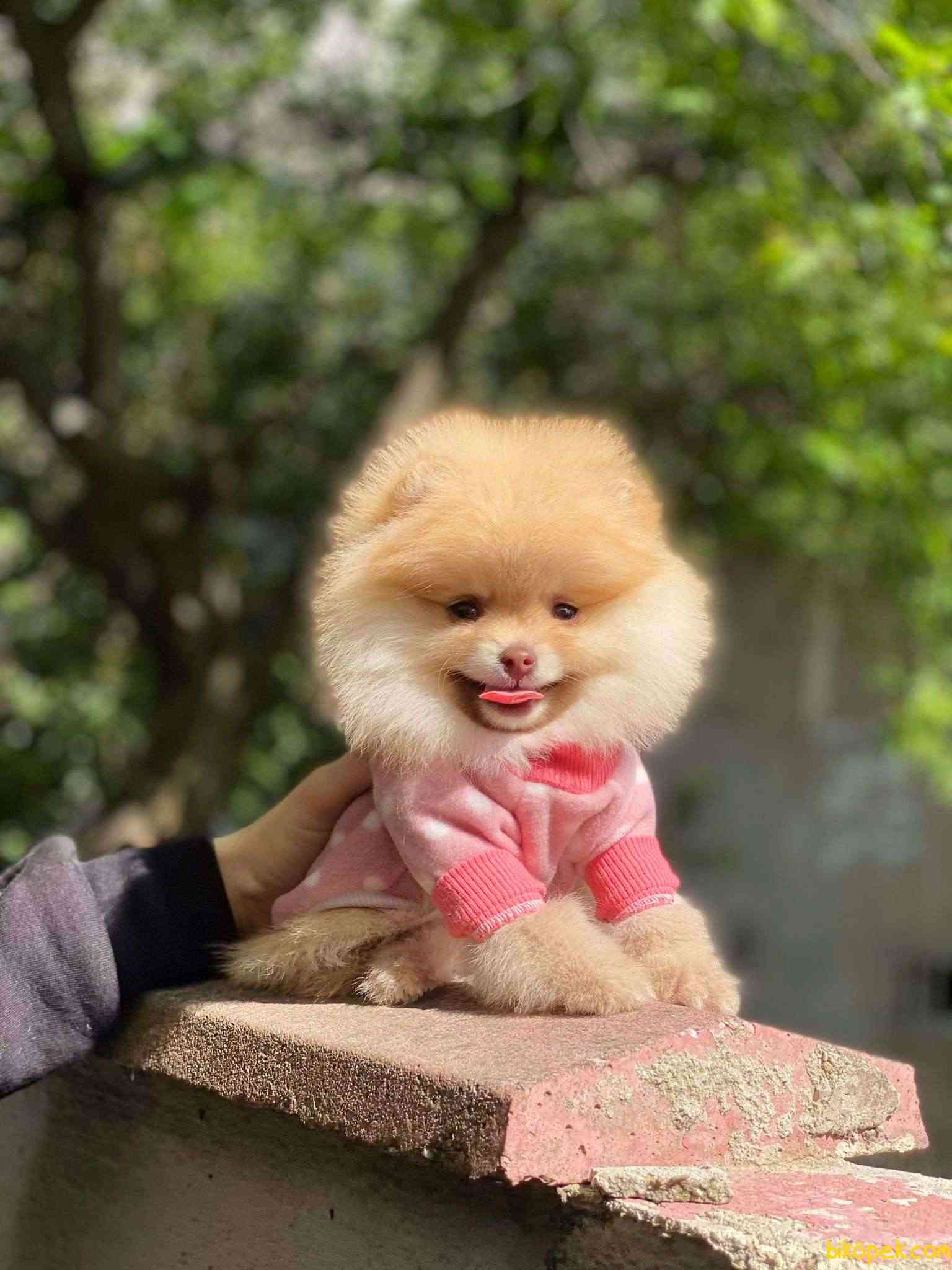 Pomeranian Boo  Teddy Face Dişi Yavrumuz 4