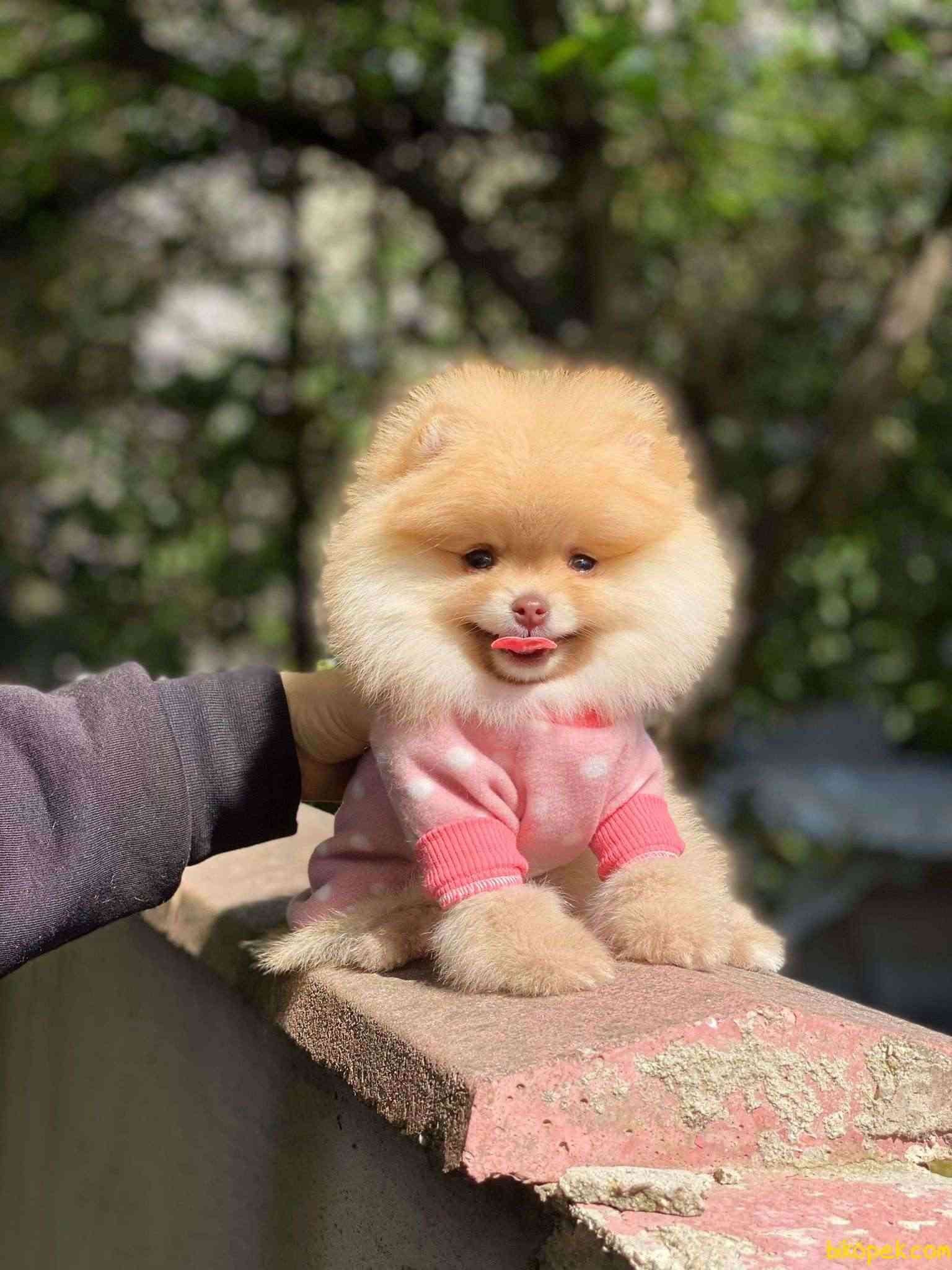 Pomeranian Boo  Teddy Face Dişi Yavrumuz 1
