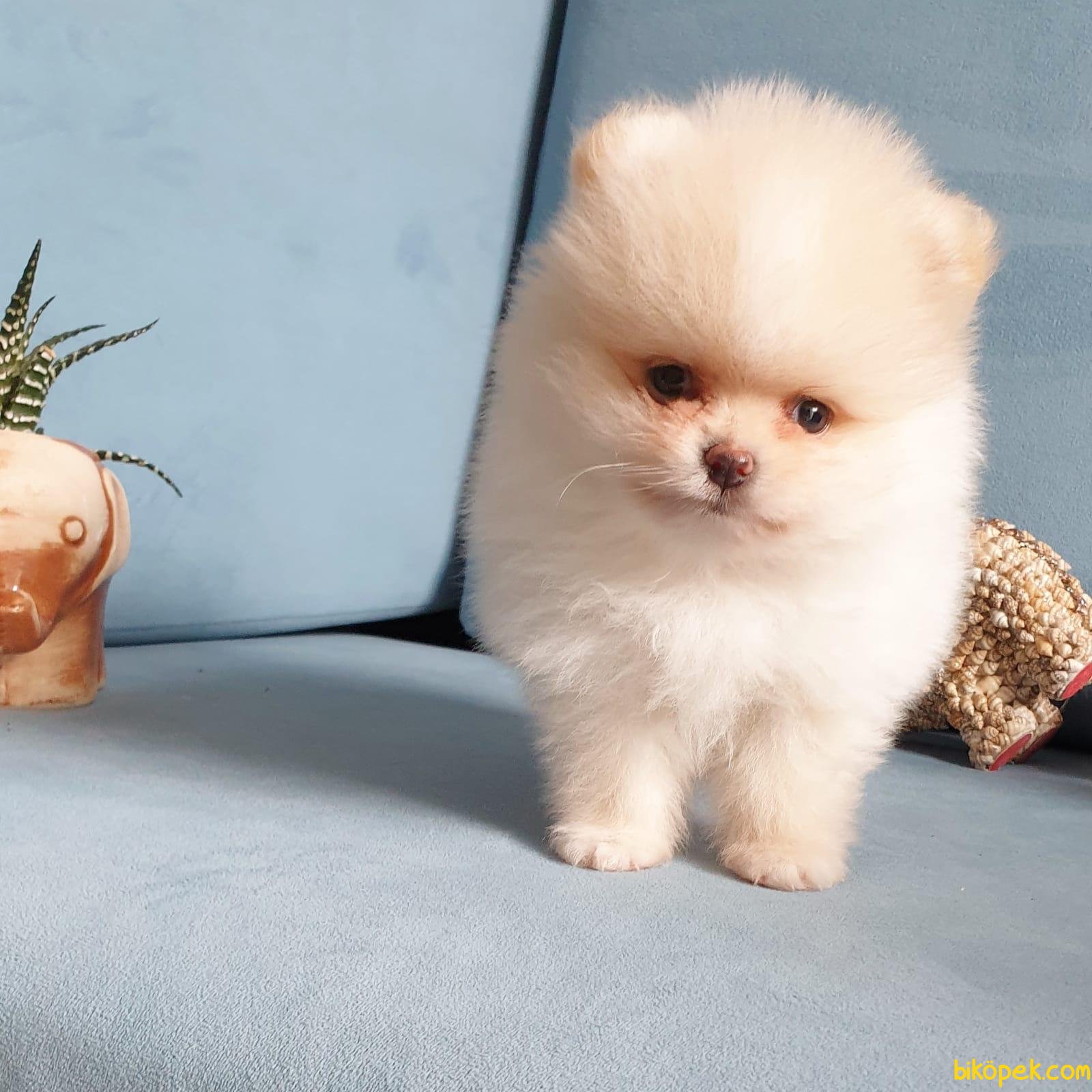 Pomeranian Boo Teddy Face Mini Yavrularımız 242996