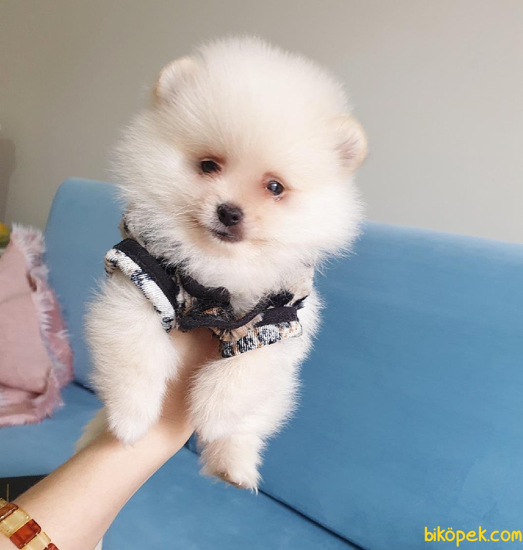 Pomeranian Mini Ayıcık Yavrularımız 237913