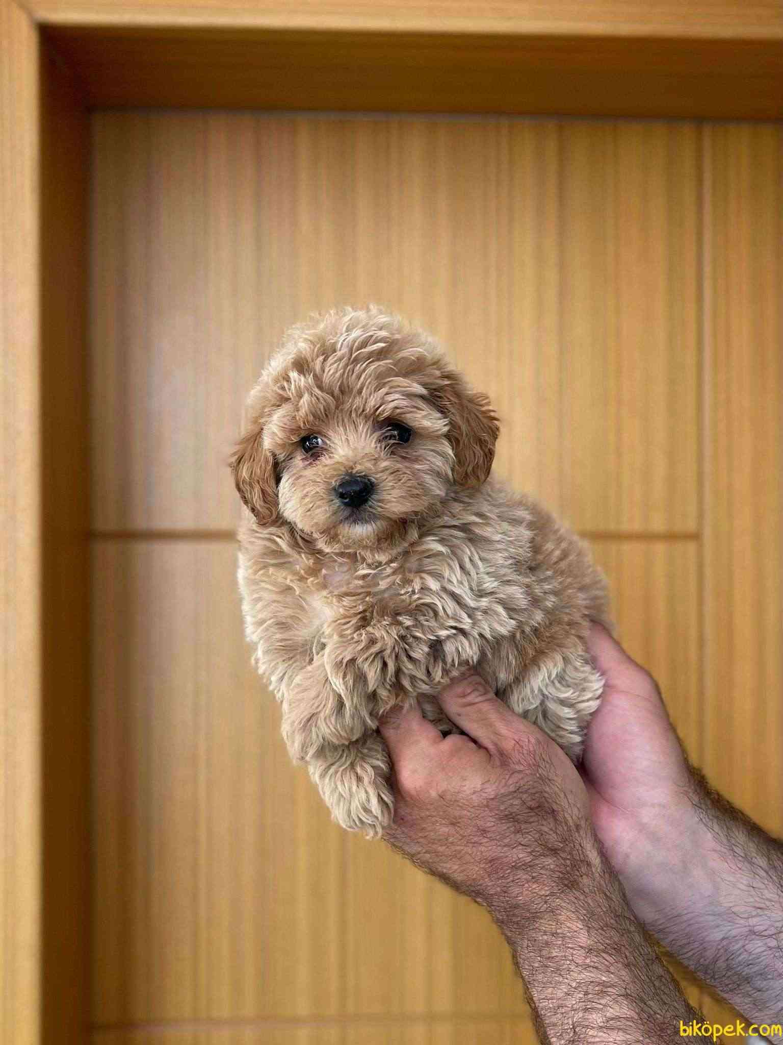 F2 maltipoo hot sale