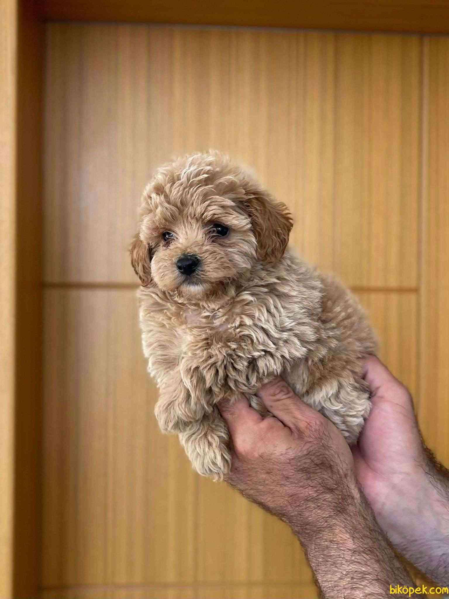 Maltipoo f2 best sale