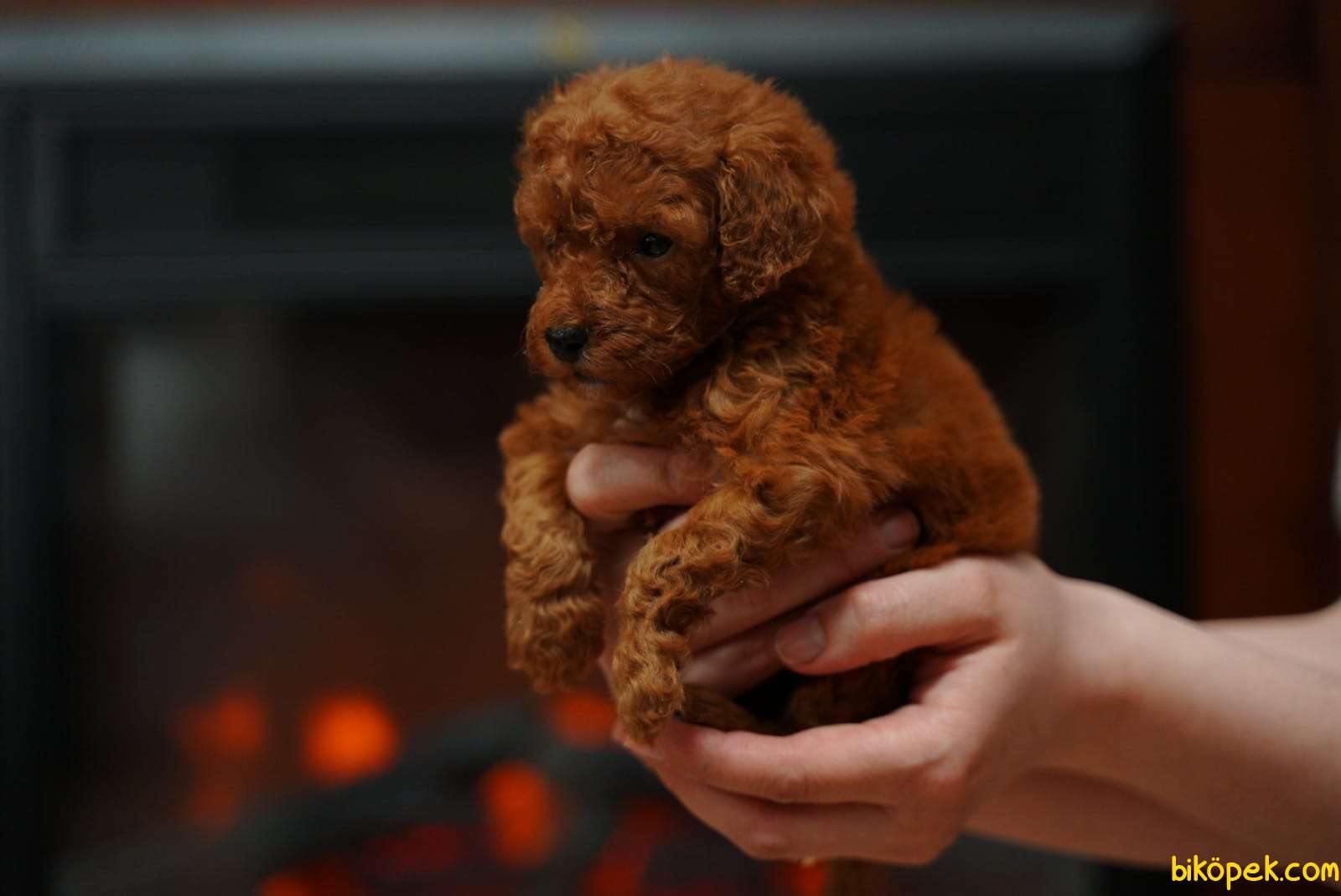 Ред браун. Toy Poodle перевод.