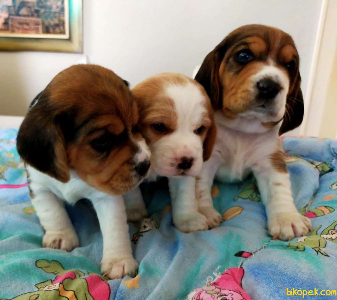 Renk Renk Harika Beagle Yavrularımız 4