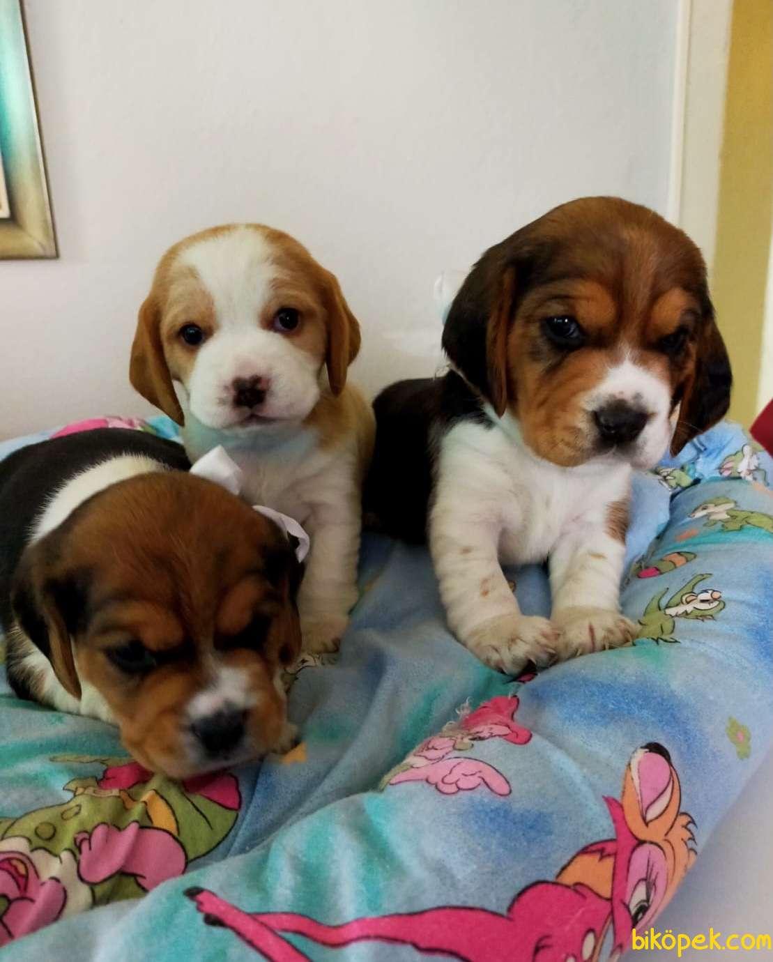 Renk Renk Harika Beagle Yavrularımız 3