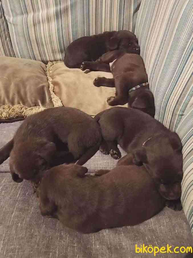 Safkan Çikolata Labrador Yavrular 4