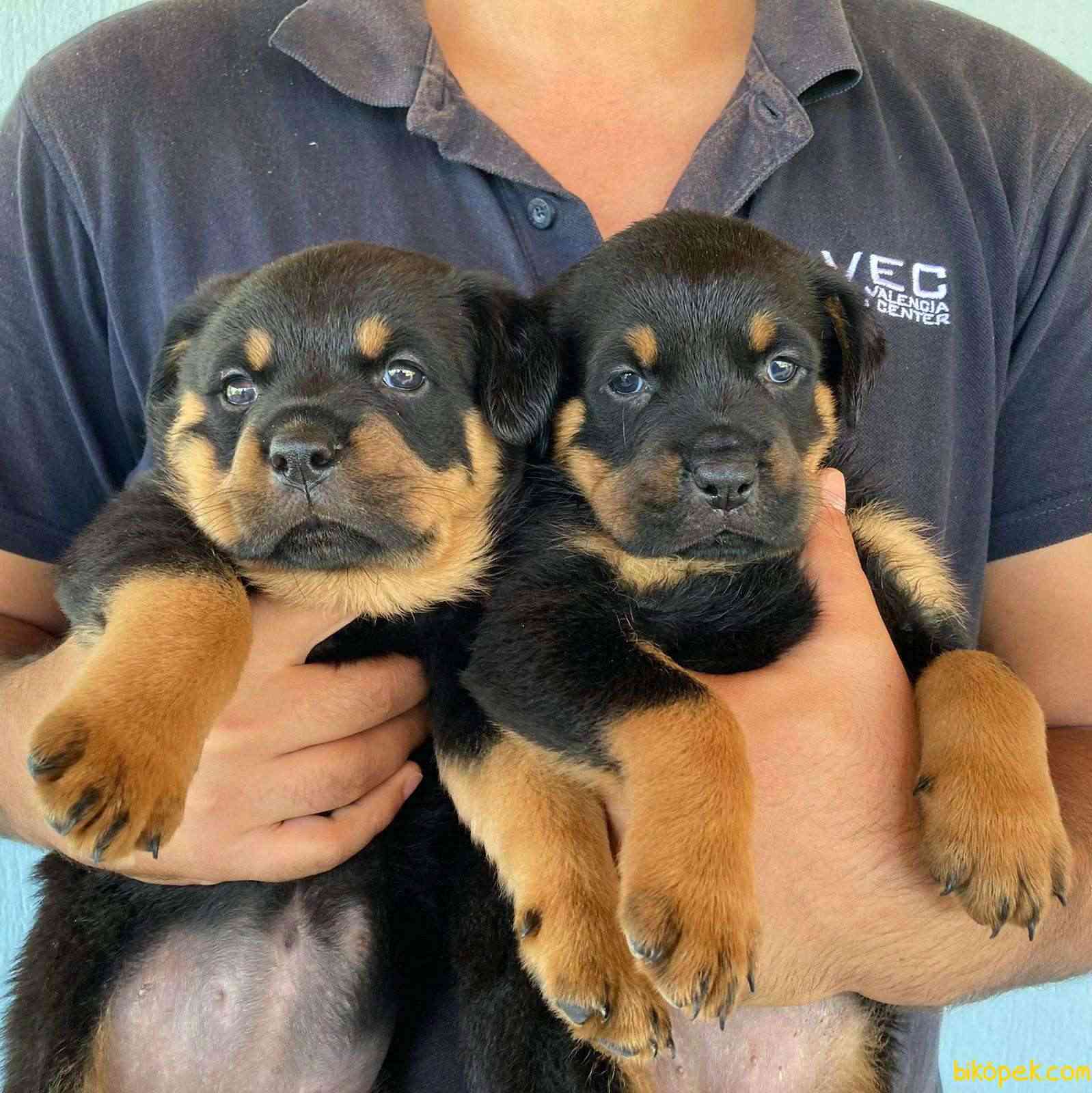 Safkan Dişi Rottweiler Yavrularımız Yeni Yuvalarını Arıyor 1