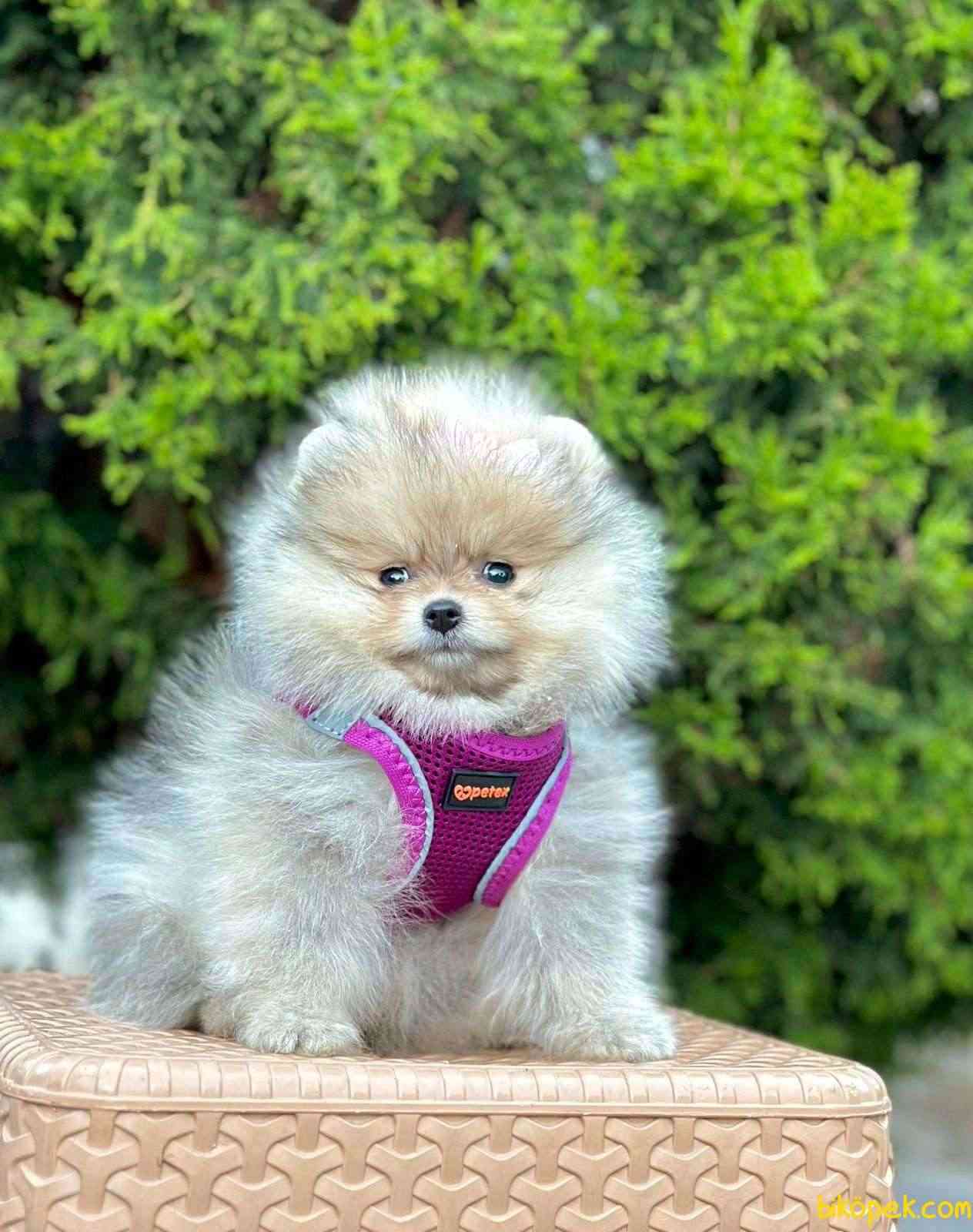 Safkan Pofuduk Pomeranian Boo  Wc Eğitimli MİCROCHİPLİ Pasaportlu 2