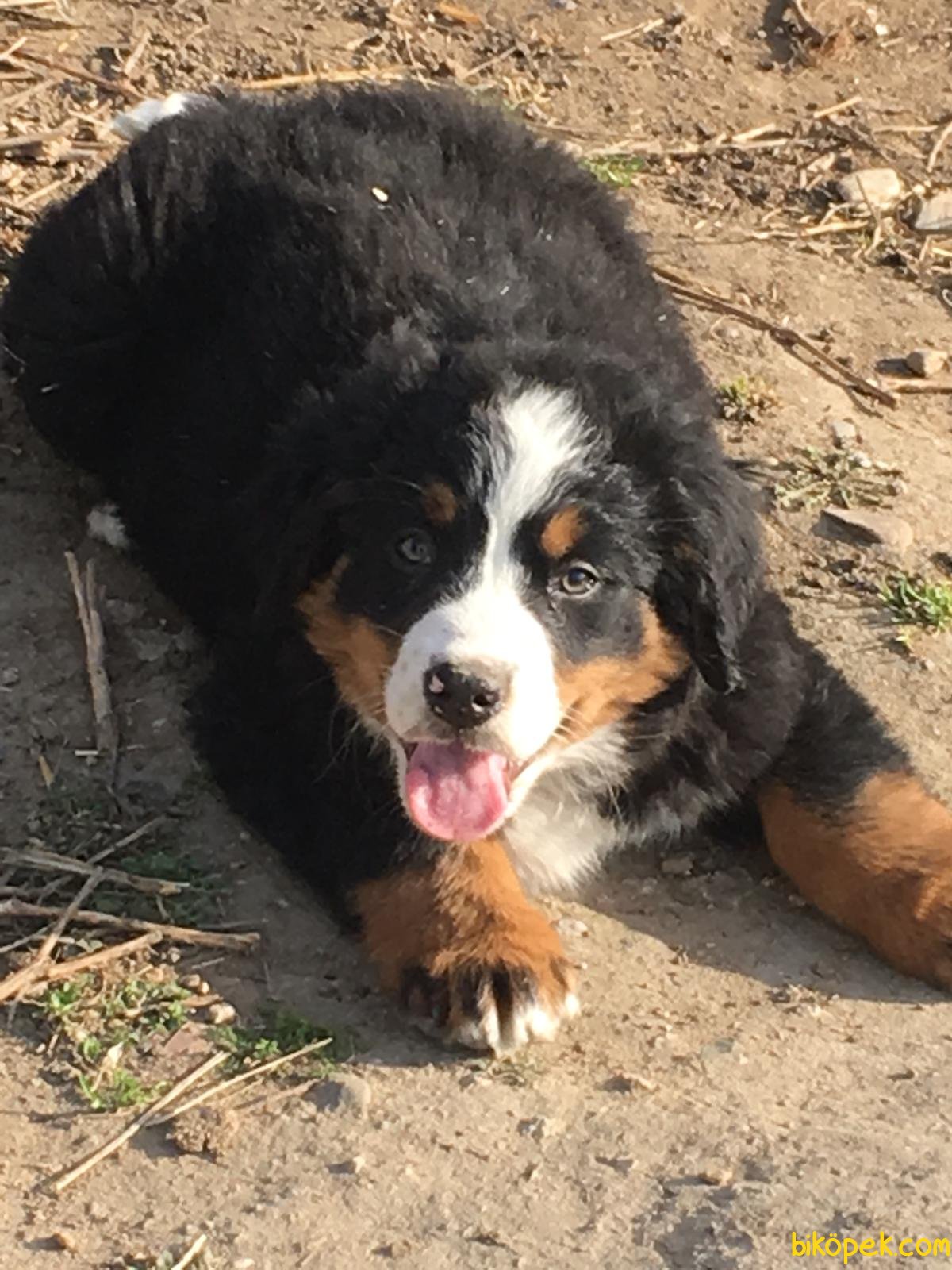 En Uygun Orjinal Bernese Mountain Dog Yavrulari 237921 Bikopek