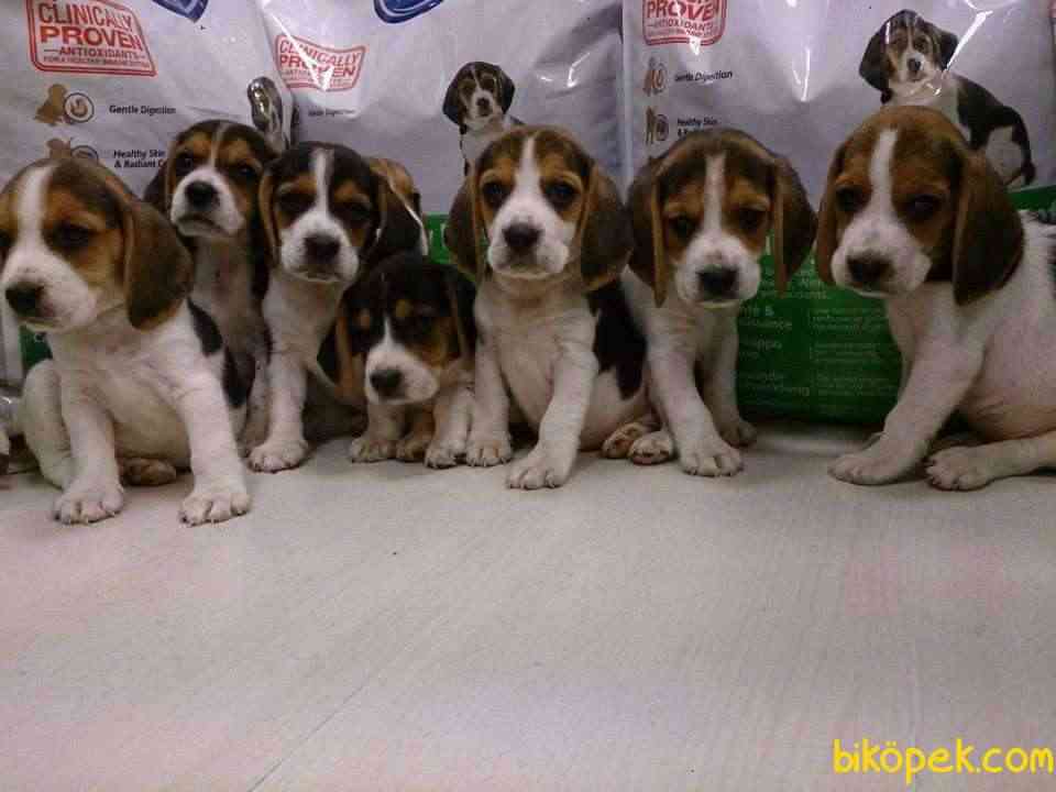 Satilik Beagle Yavruları 4