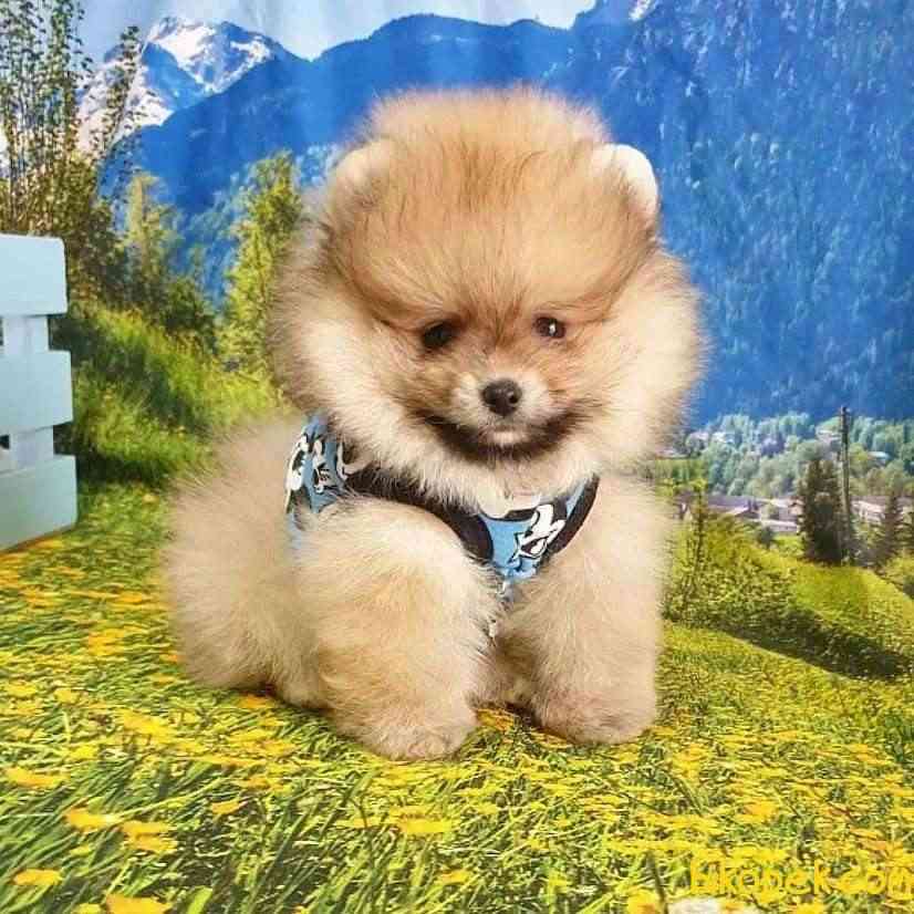 Satılık Pomeranian Boo Teddy Bear Yavrular 1