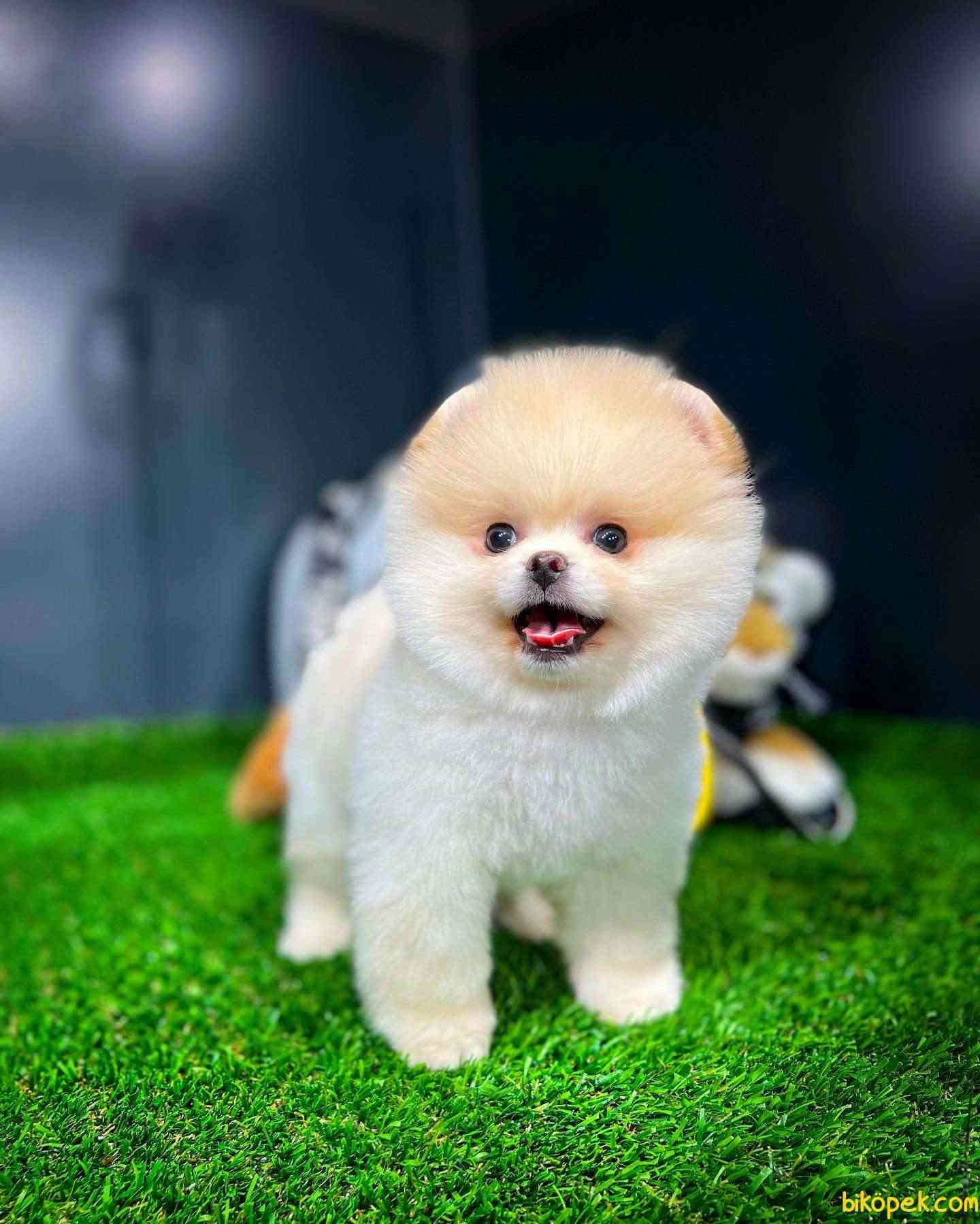 Sevimli Sempatik Pomeranian Boo Oğlumuz HUGO 4