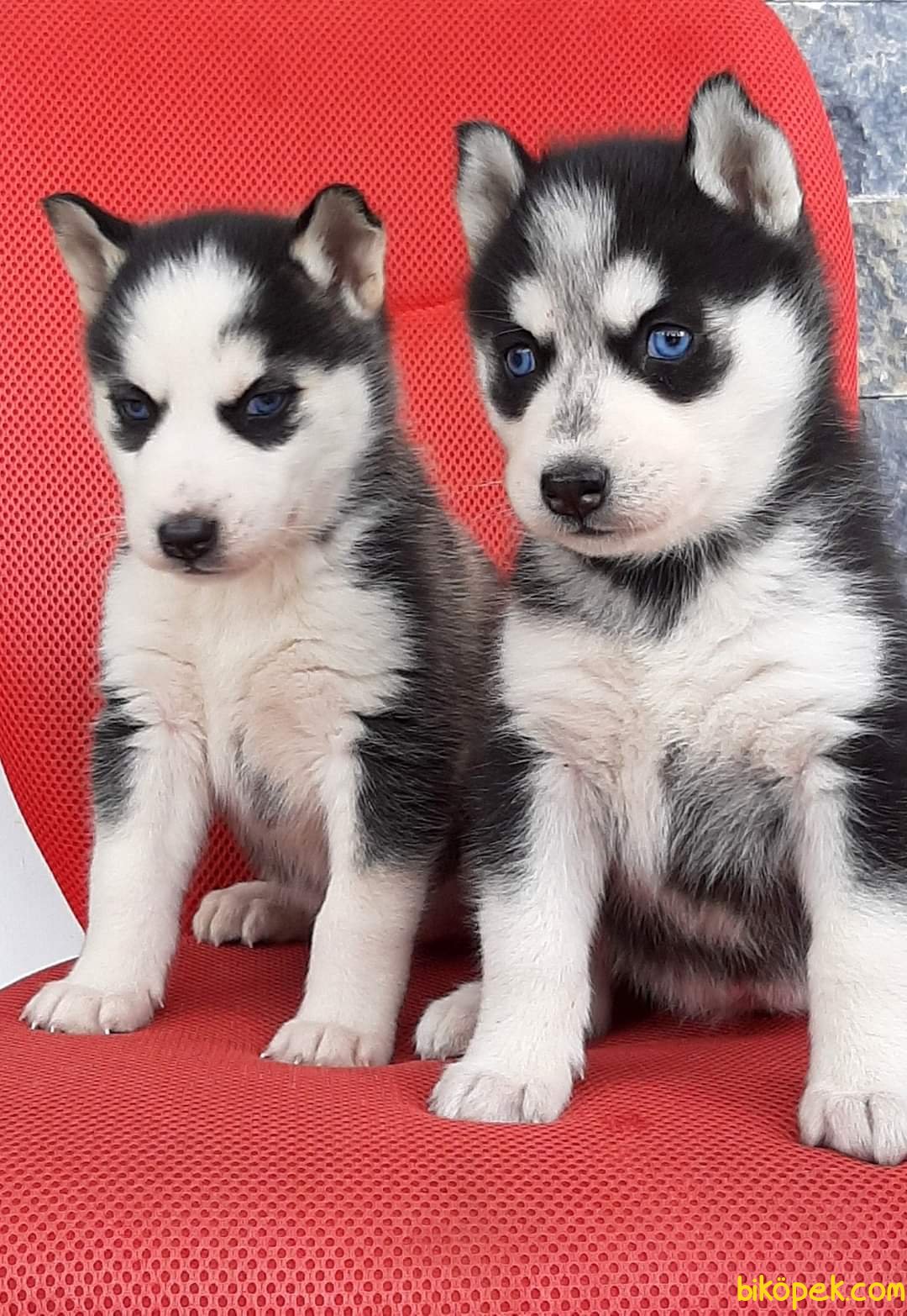 Sibirya Kurdu Husky Daha Fazlasi Icin Https Enpati Net Sibirya Kurdu Husky Sibirya Kurdu Husky Alaska Kurdu