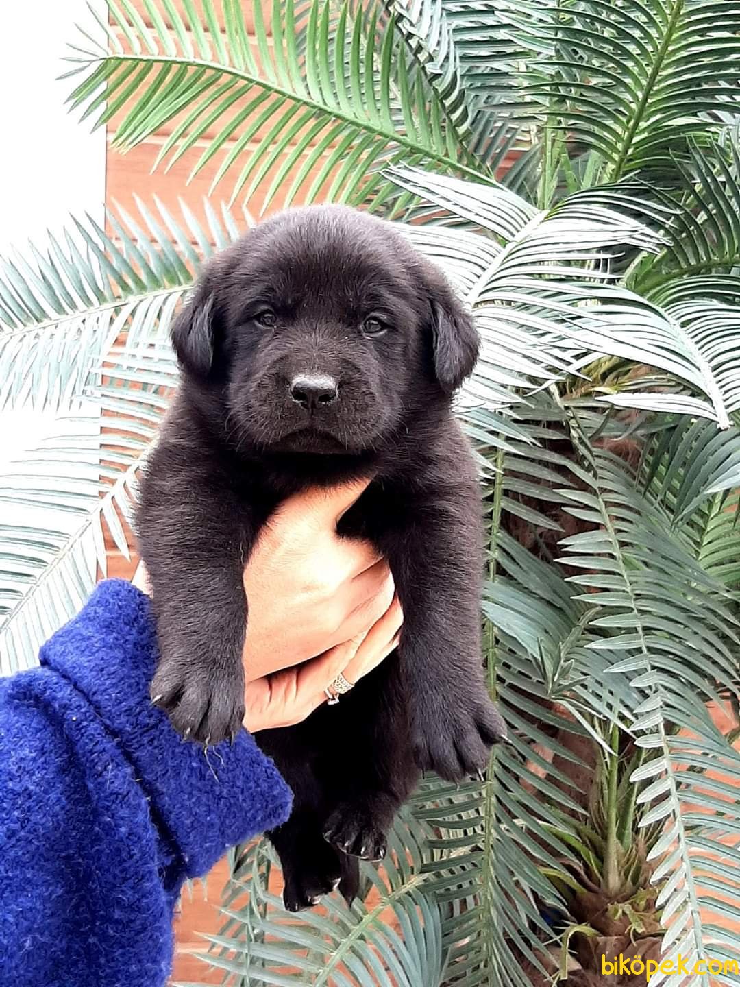 Siyah Labrador Retriever Yavrulari 247220 Bikopek Com