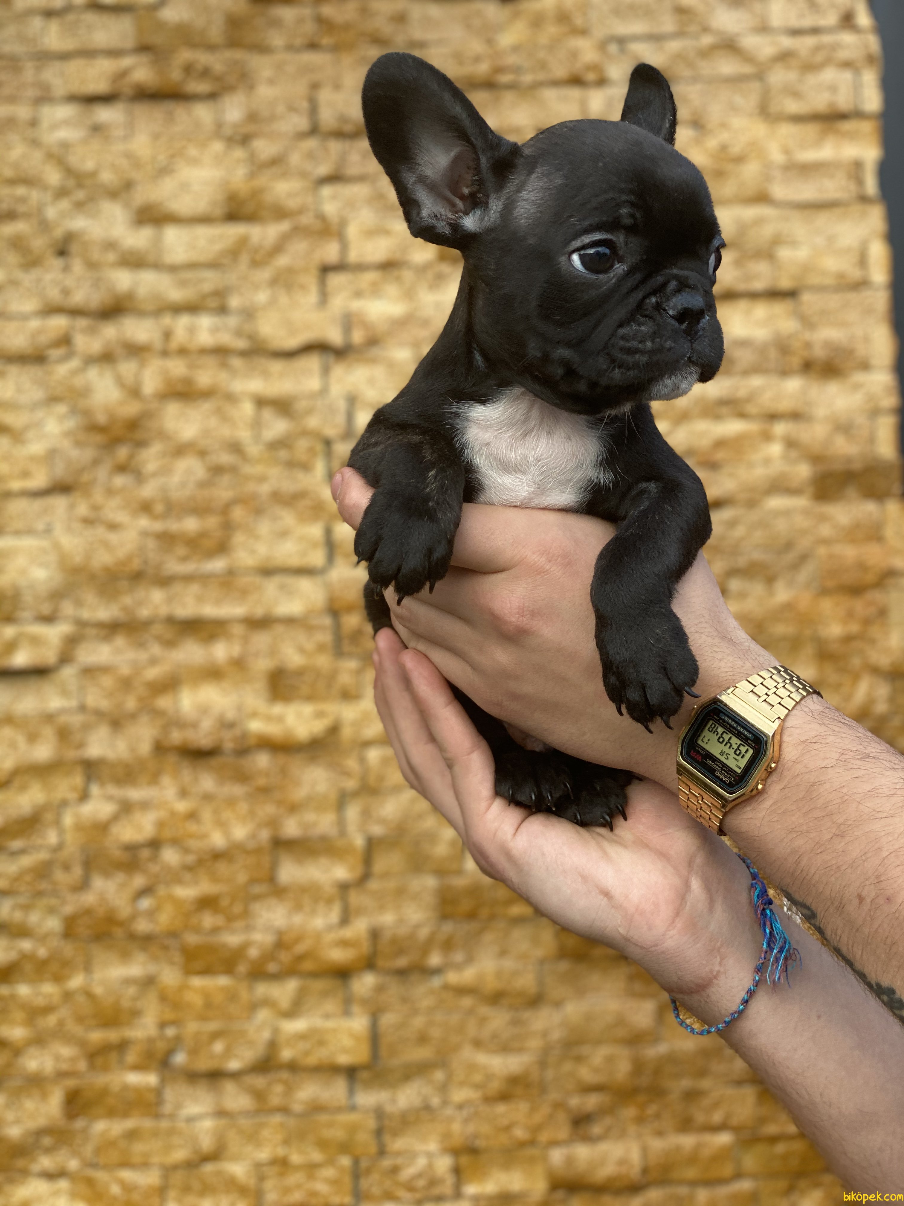Sold Black French Bulldog Bebeğimiz 243056