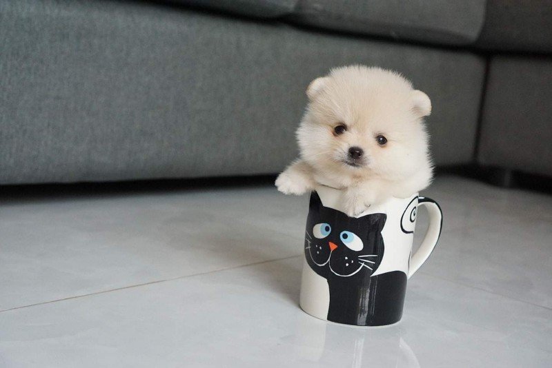 En Uygun Tea Cup Pomeranian Boo Satilik Yavrular 235424 Bikopek