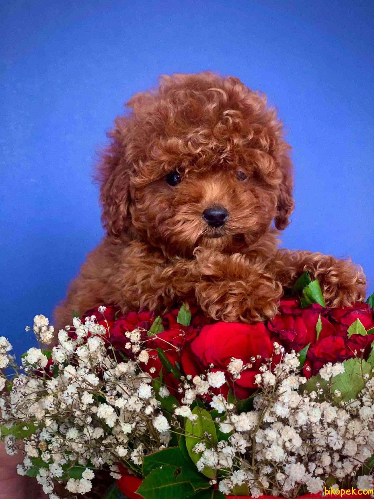 TEA CUP RED POODLE 4