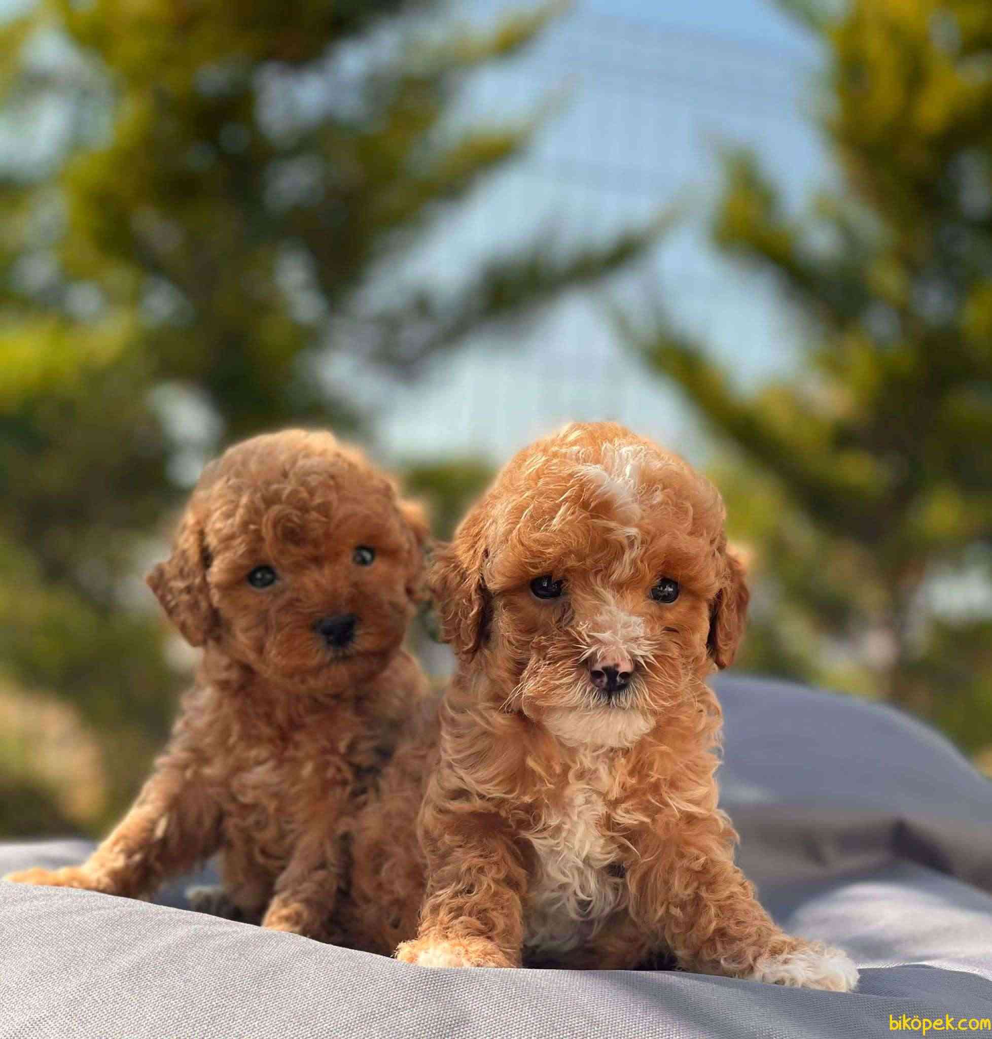 where can i get a teacup poodle