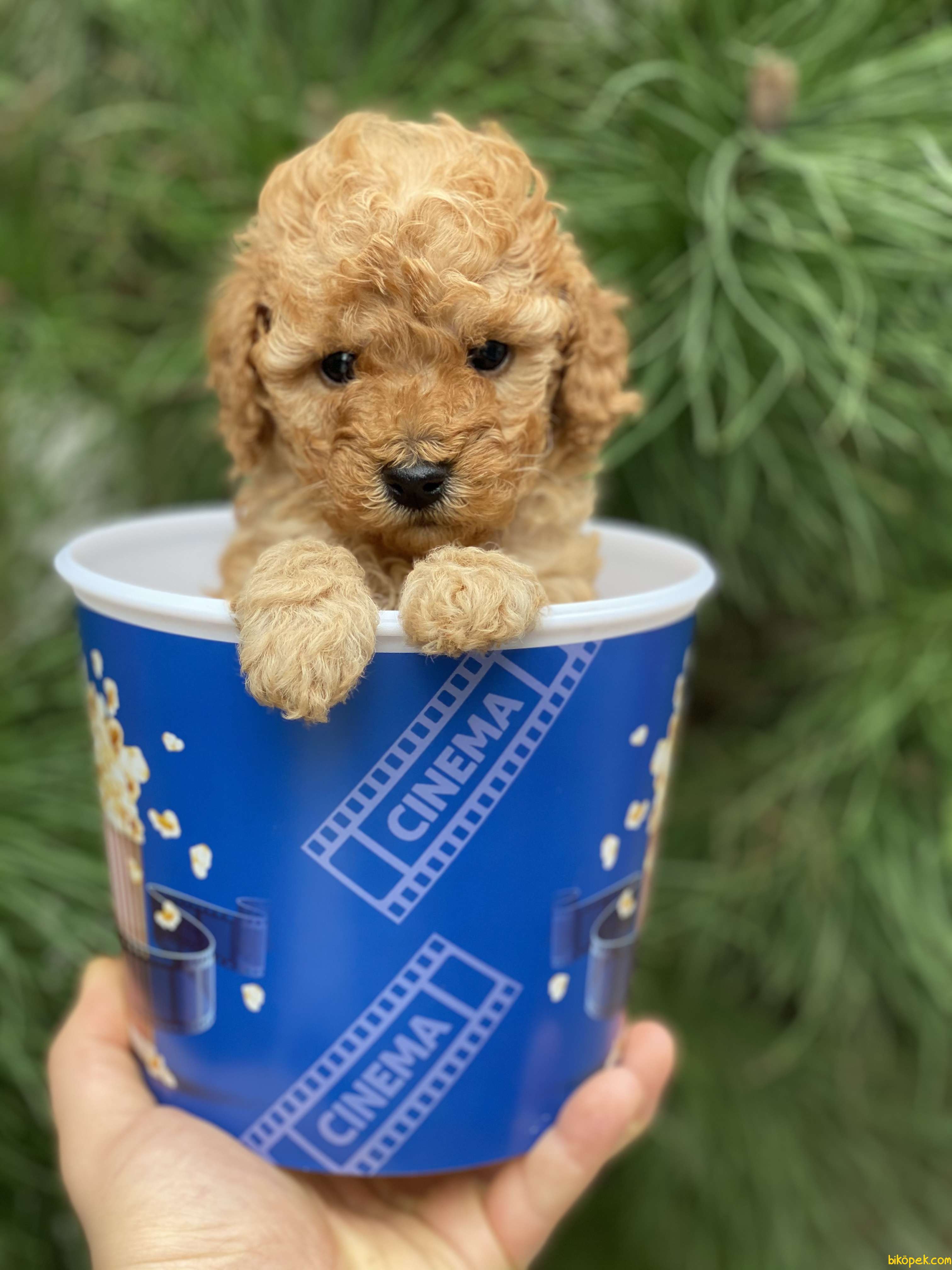 where can i get a teacup poodle