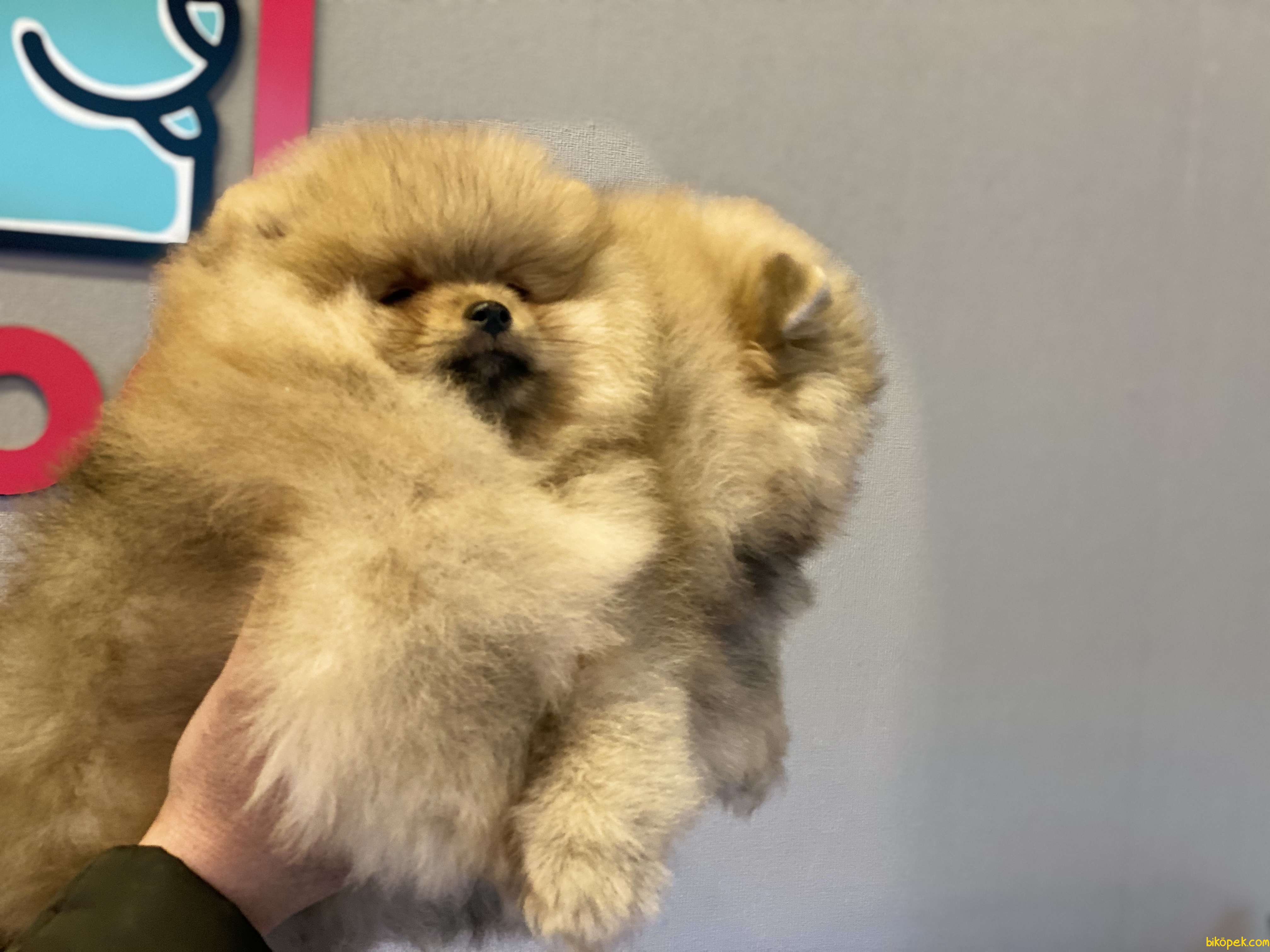 Teddy Bear Face Pomeranian Boo Yavrular 251853 83766 