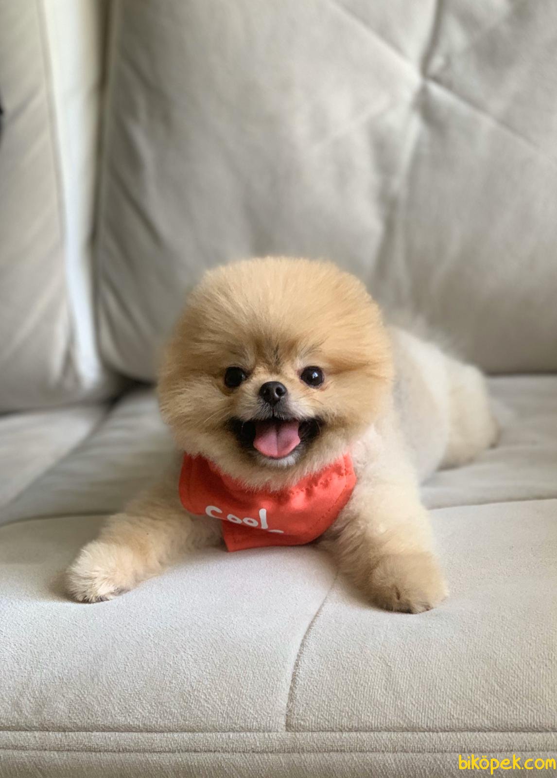 TEDDY BEAR POMERANİAN BOO 241383