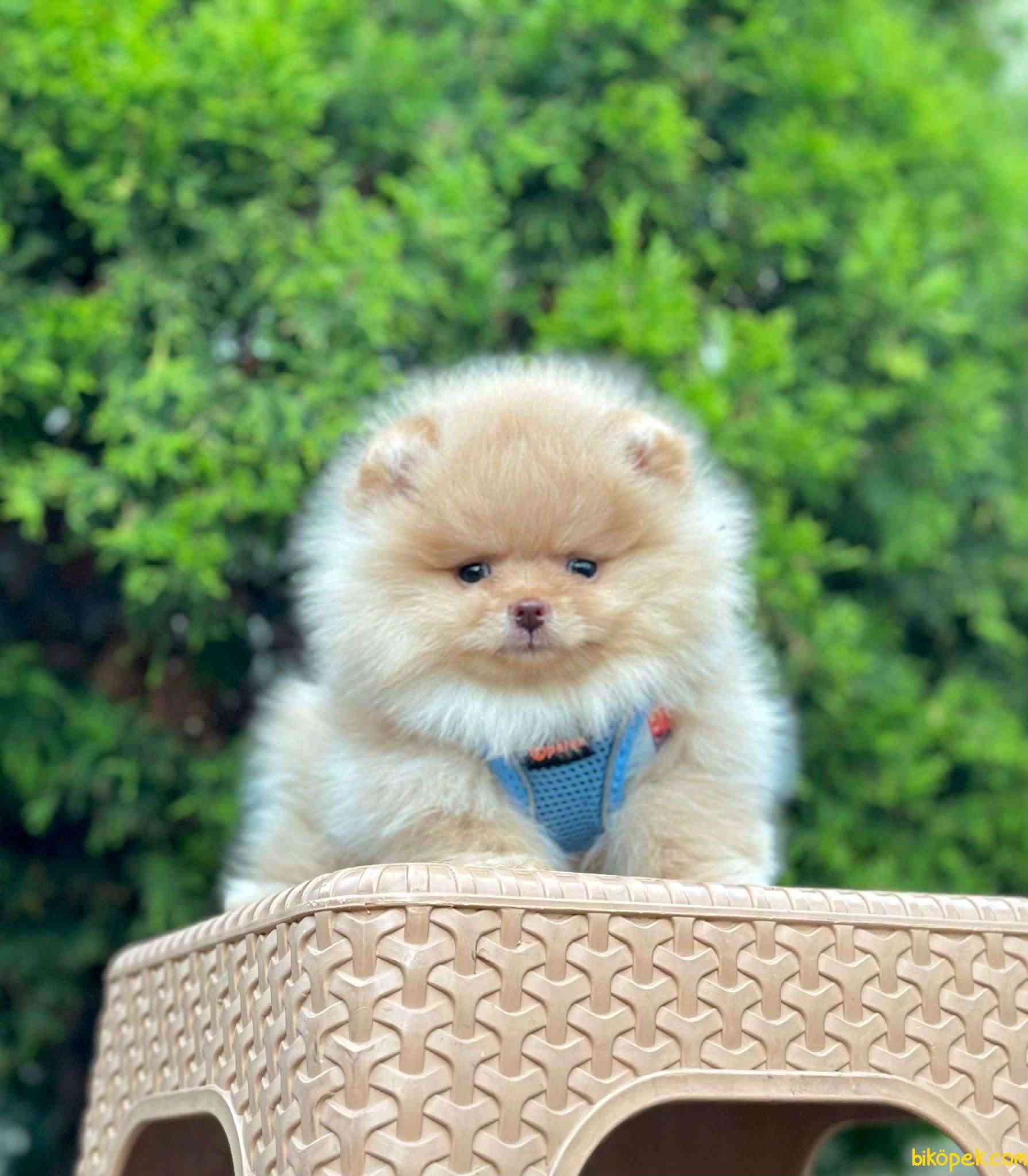 Teddy Bear Pomeranian Boo MİCROCHİPLİ Pasaportlu 3